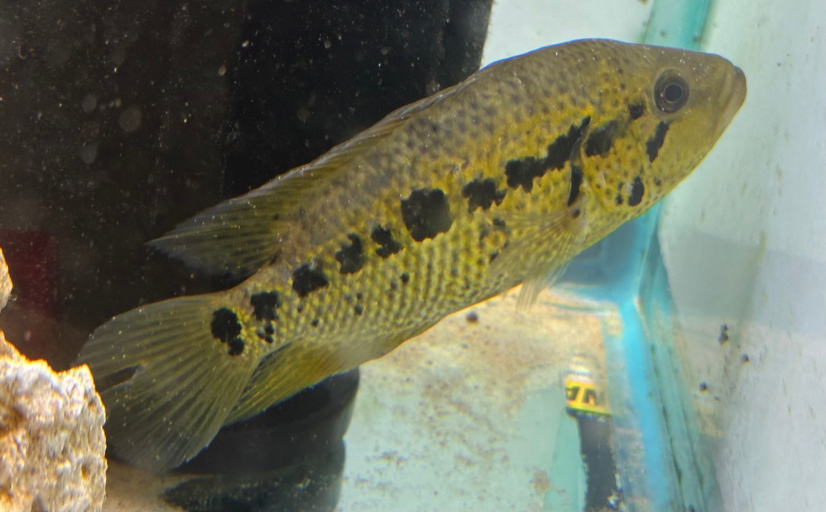 Yellow Jacket Cichlid (5”+)