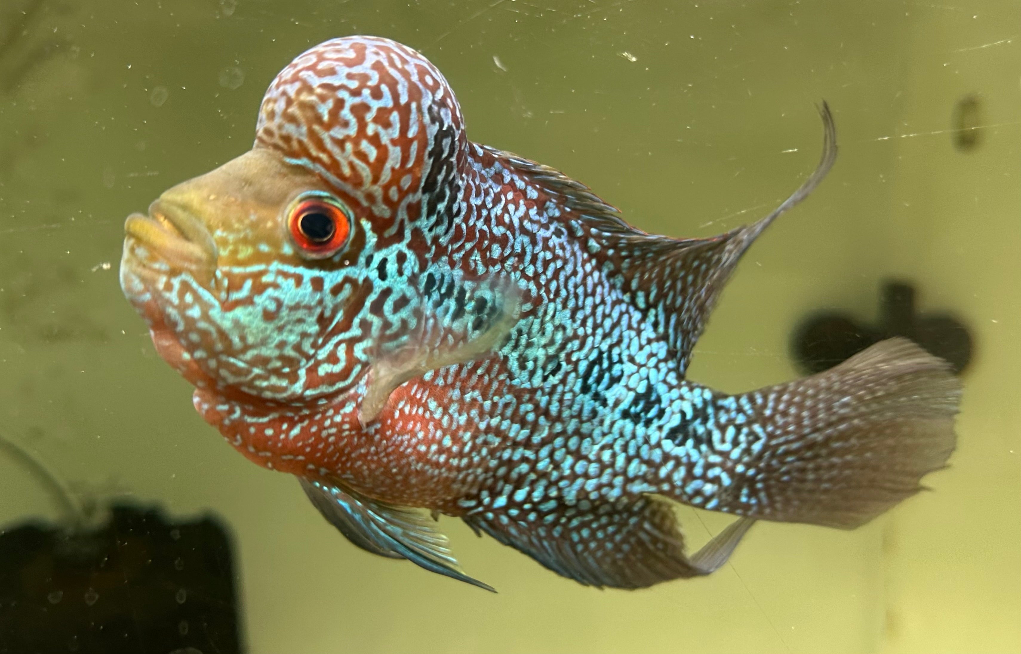 Red Dragon Flowerhorn (5.5”)