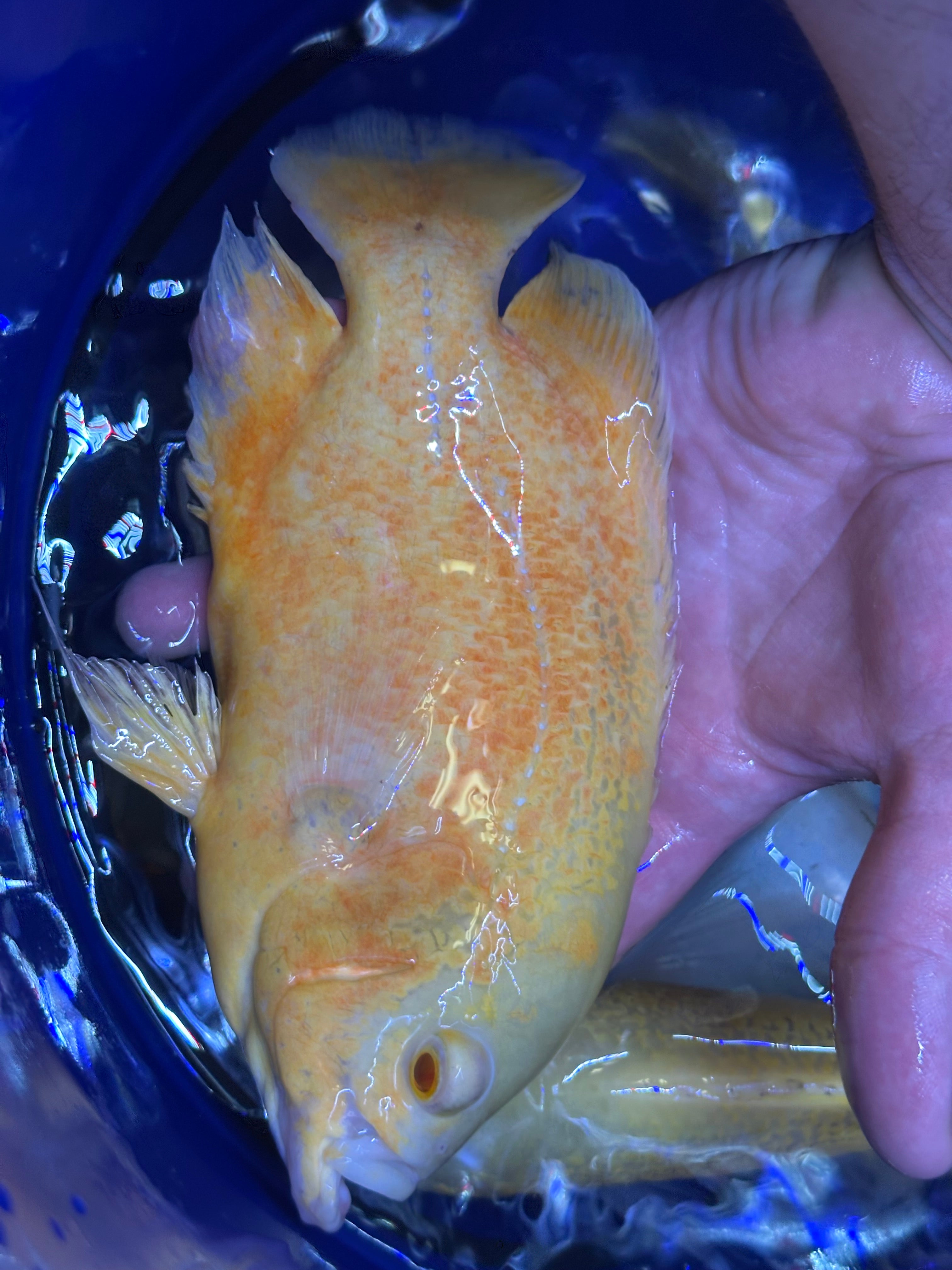 Albino Red Oscar (6.5-7”)