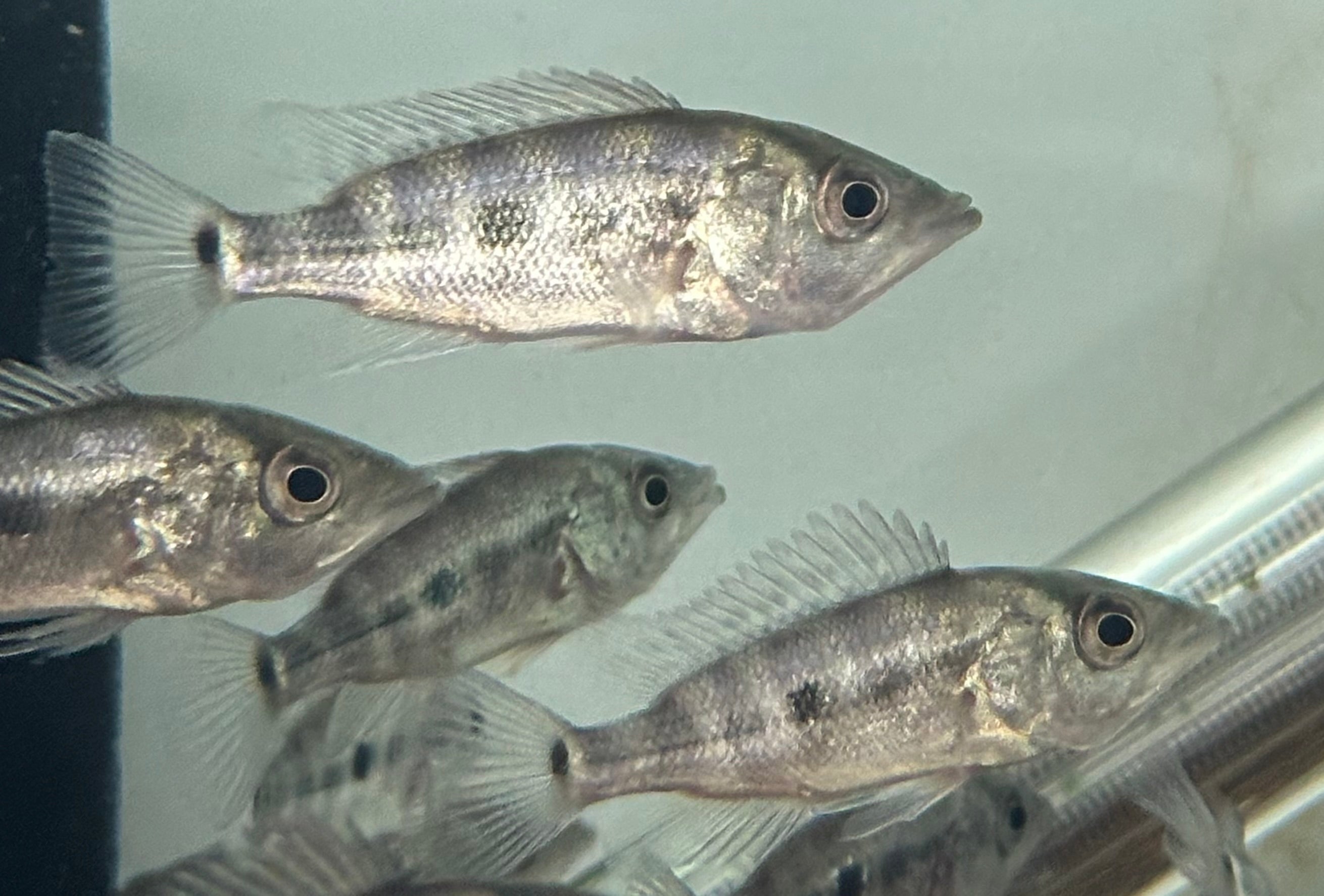 Green Bay Snook Cichlid (1.75-2”)