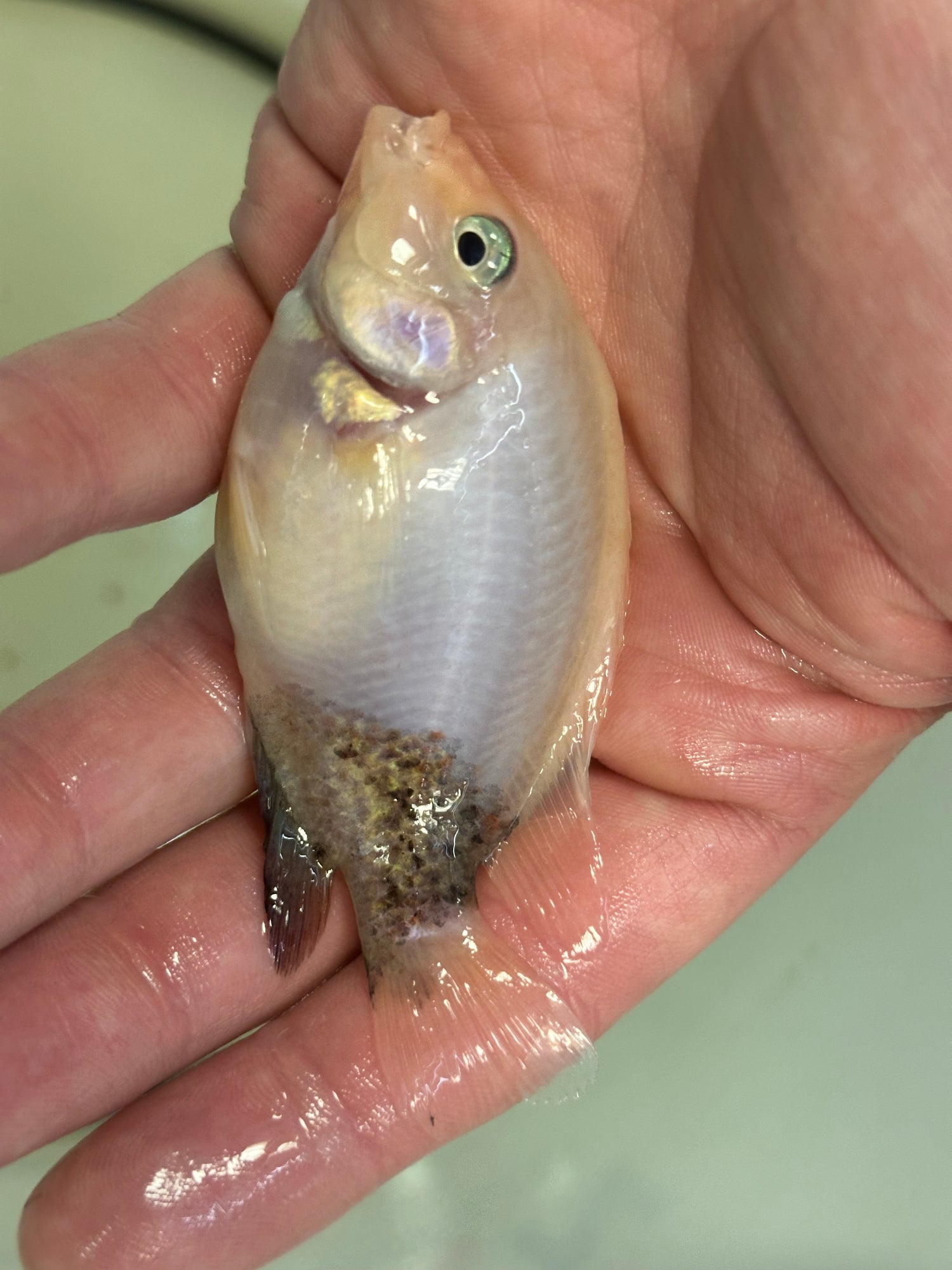 Marble Fenestratus Vieja (2.5”+)