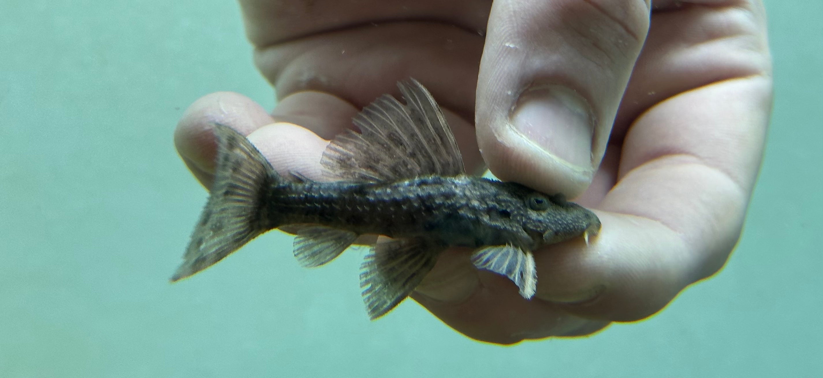 L160 Spiny Monster Pleco (2”)