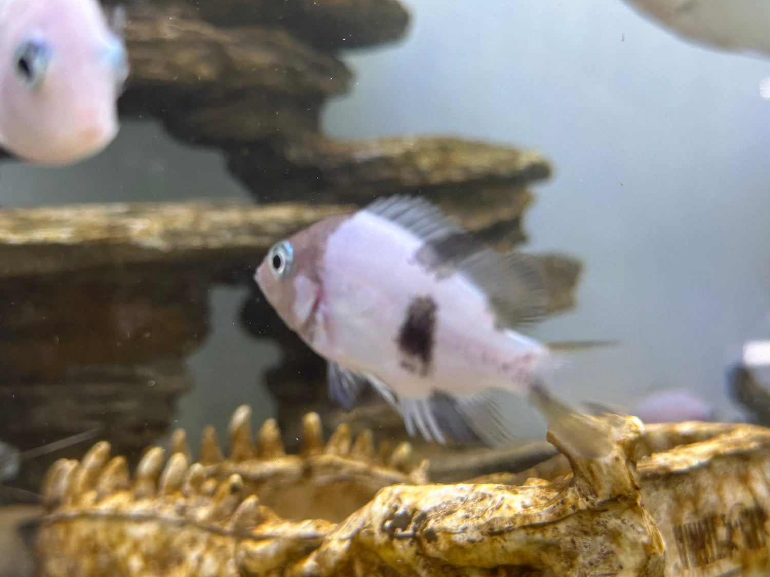 Mármol Fenestratus Vieja (1,5”)