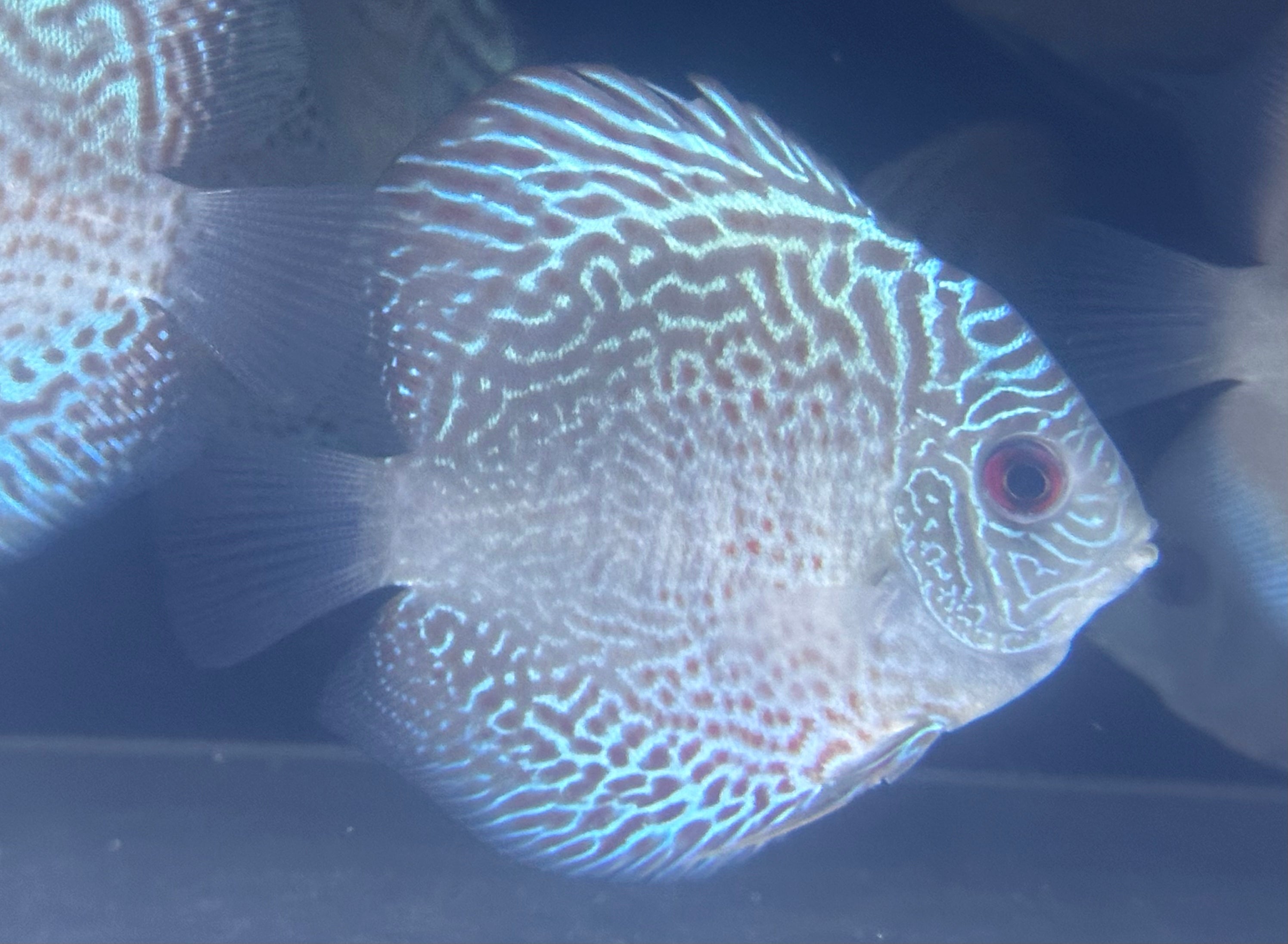 Leopard Snakeskin Discus (3”)