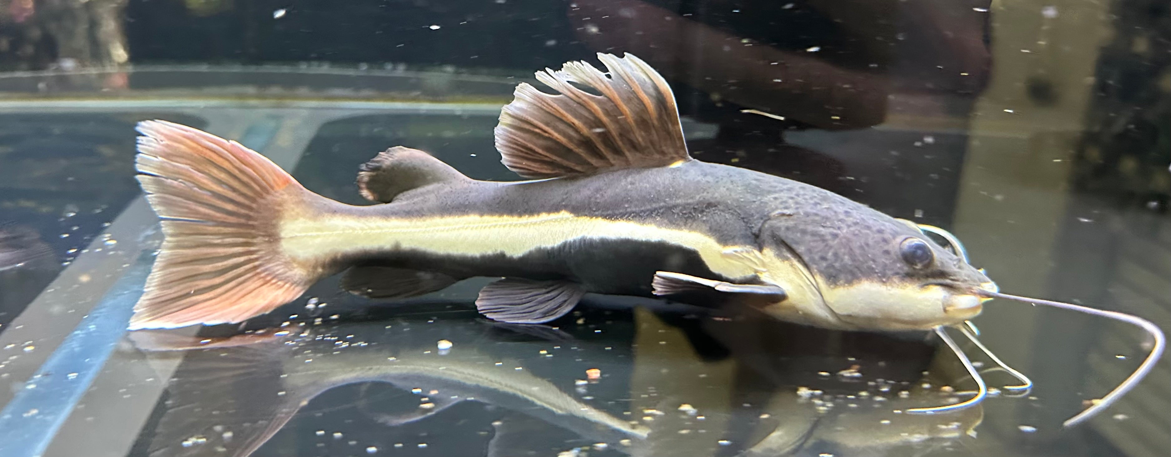 LARGE Redtail Catfish (12”)