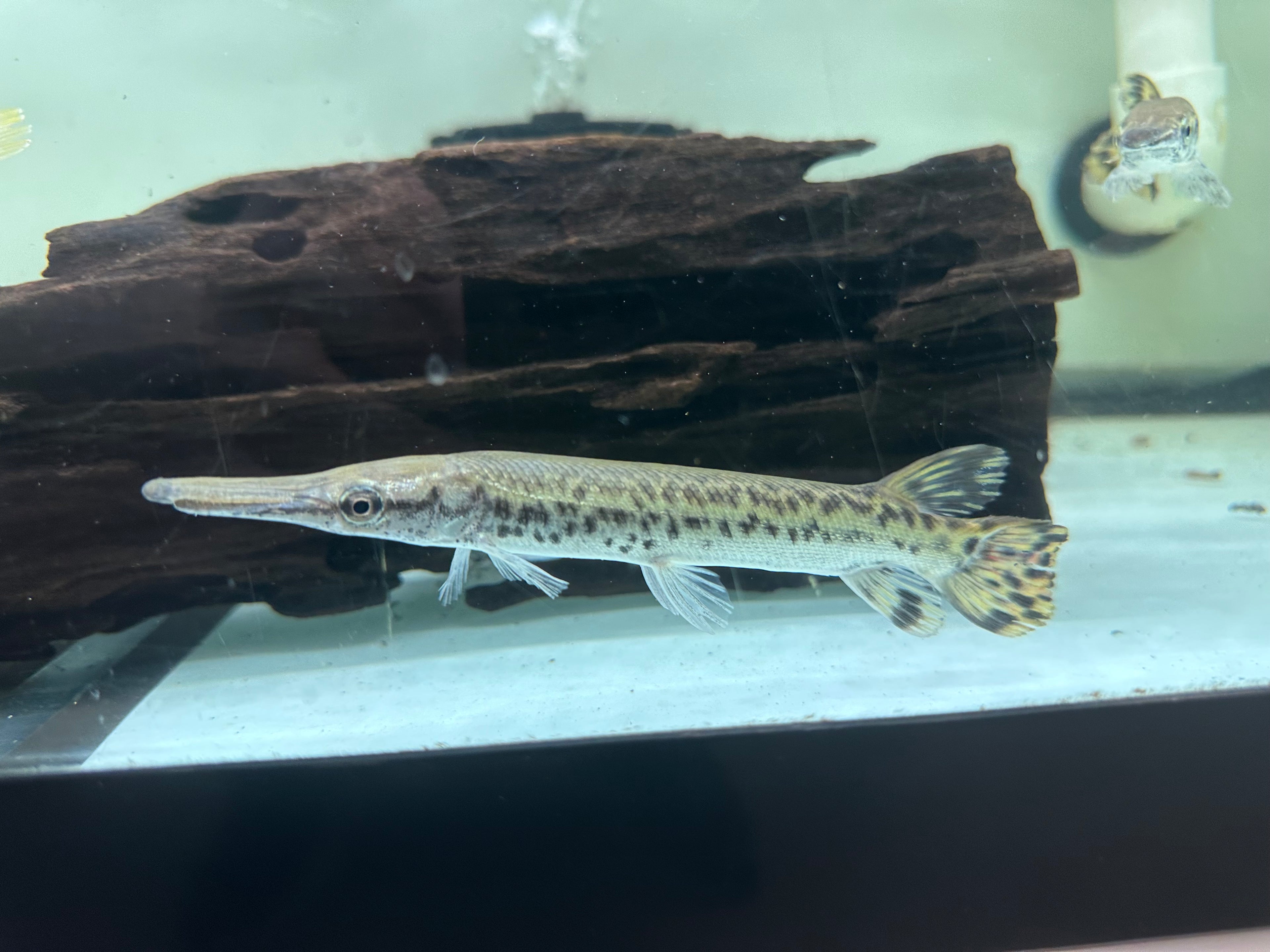 Alligator Gar (6-7”)