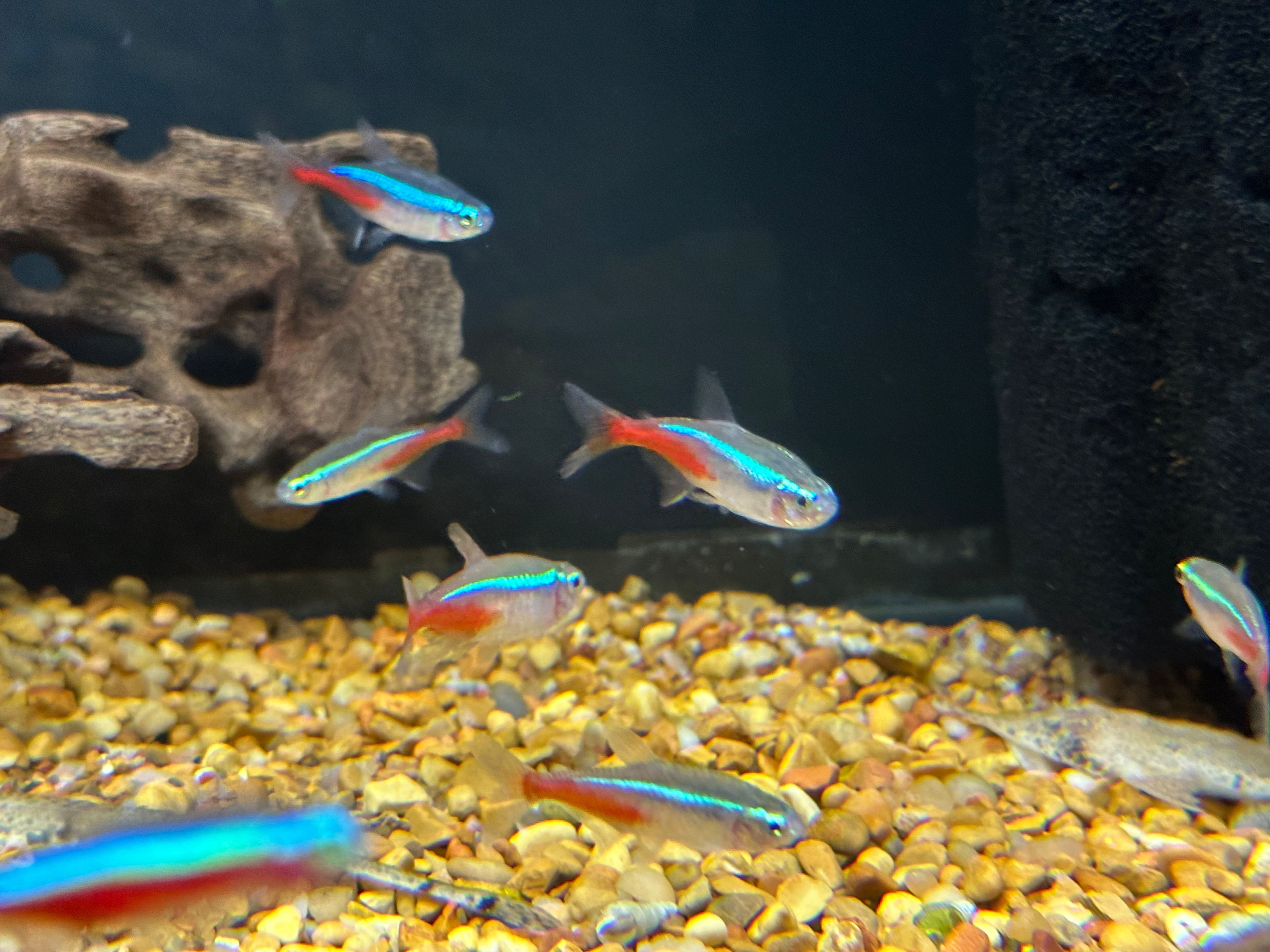 LARGE Neon Tetra (1.25-1.5")