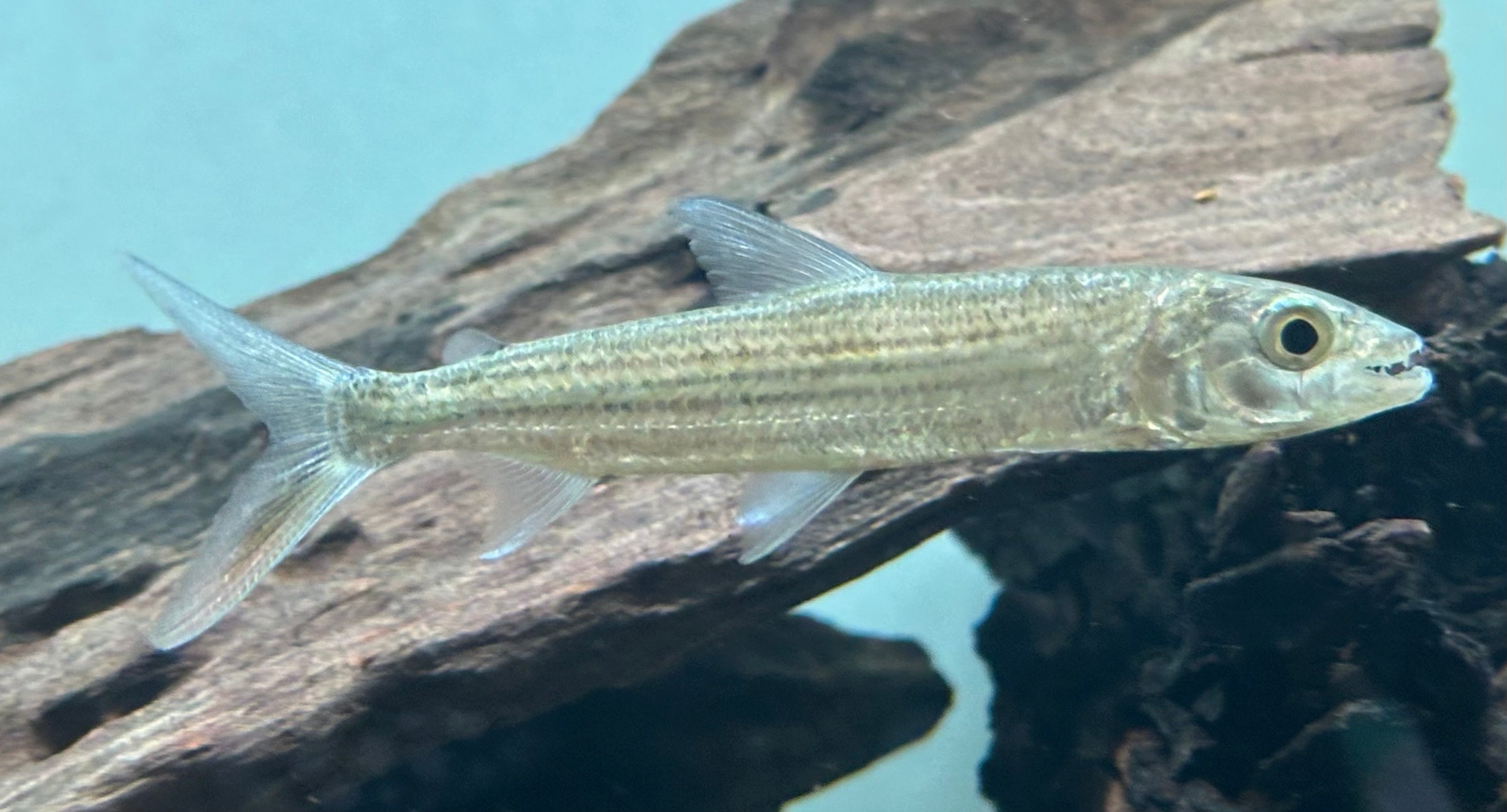 Vittatus Tigerfish (3.5-4”)
