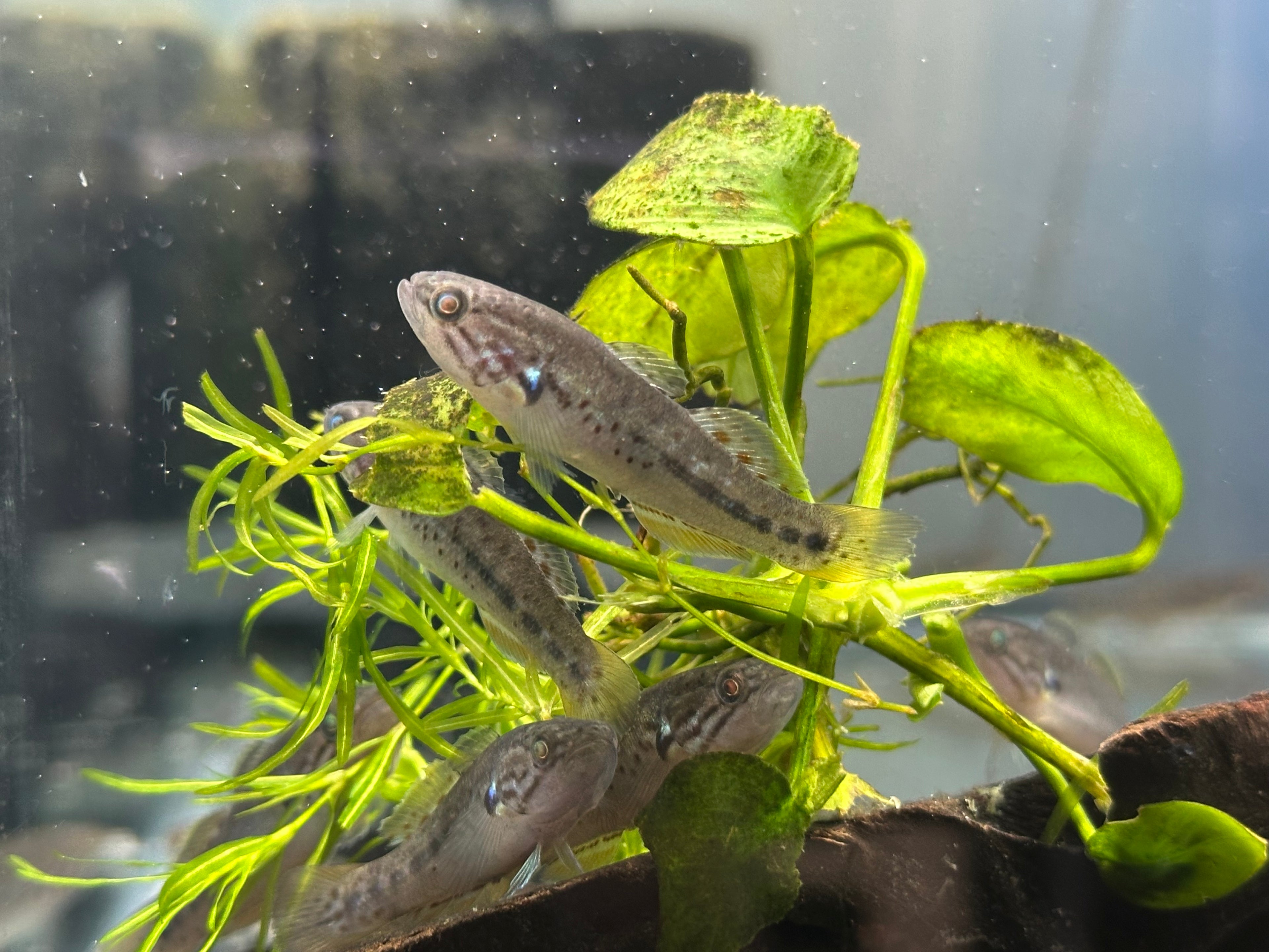 Purple Spotted Snakehead Gudgeon (2-2.5”)