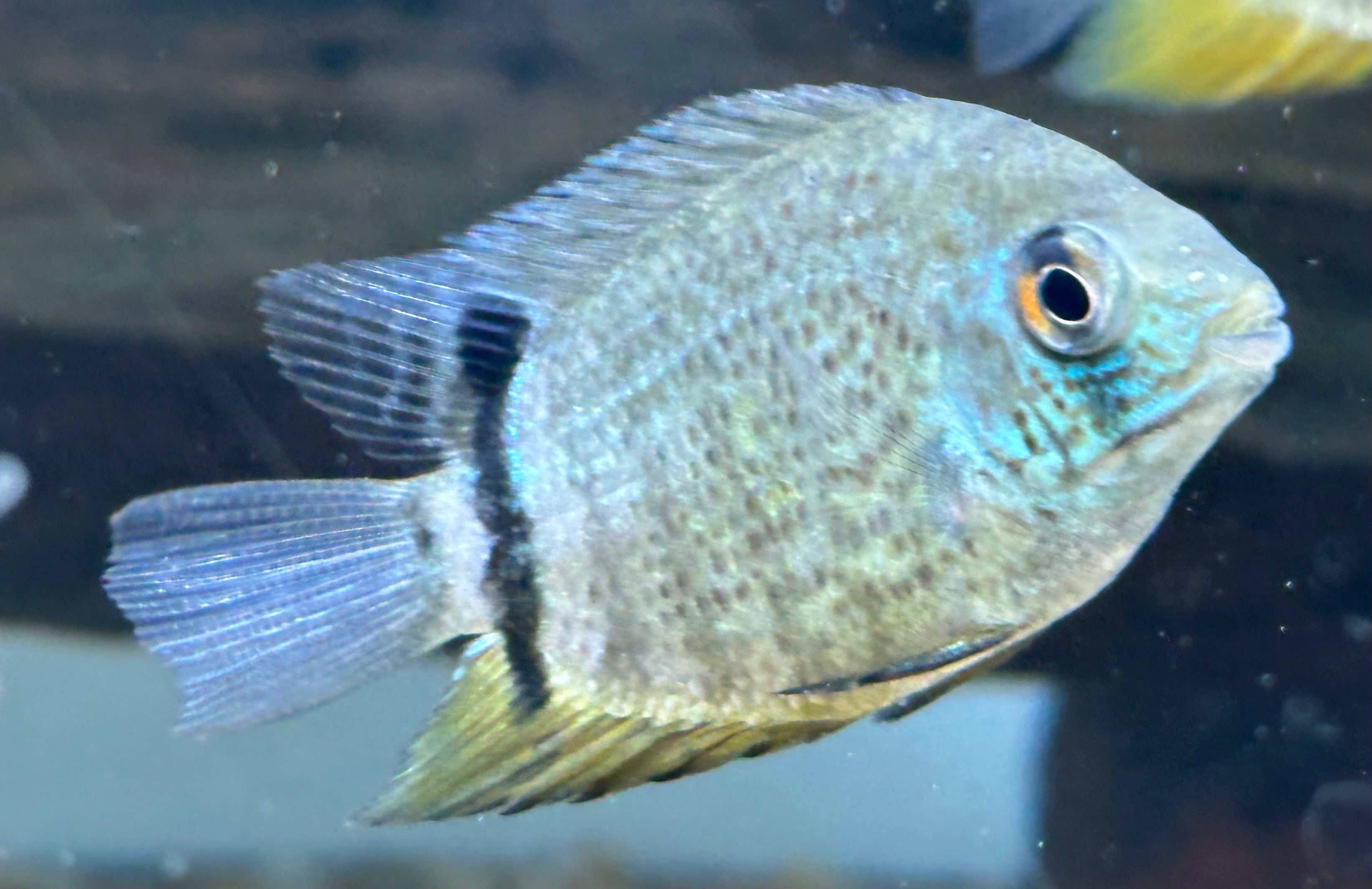 Green Severum (2”)