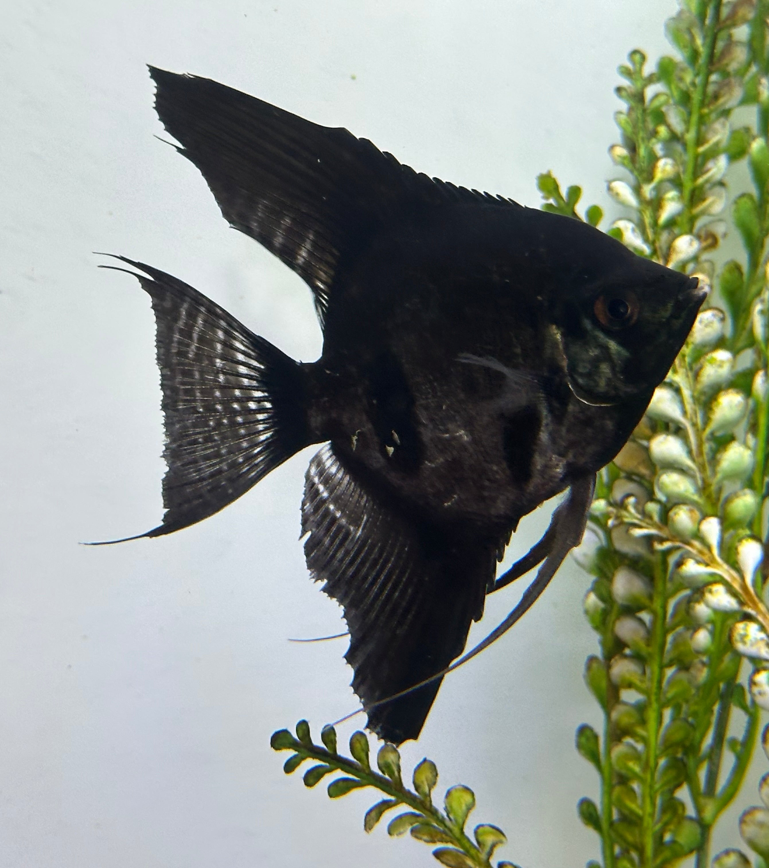 Large Black Angel (4”)