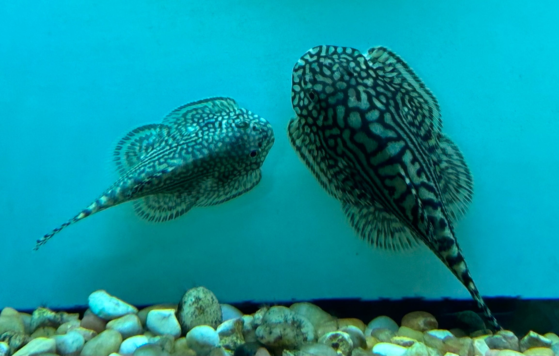 Large Reticulated Hillstream Loach (2-2.5”)