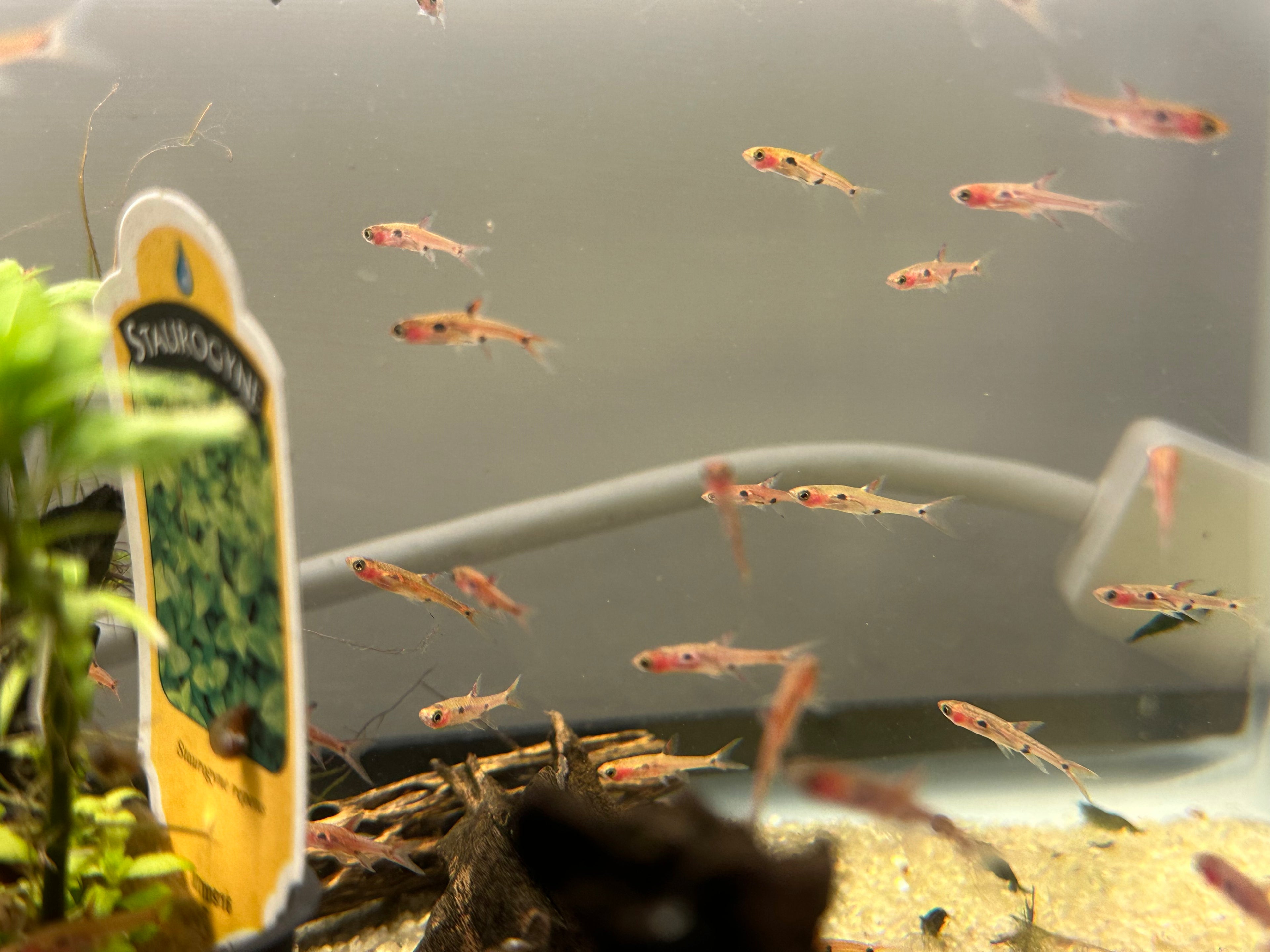 Chili Rasbora (.75-1”)