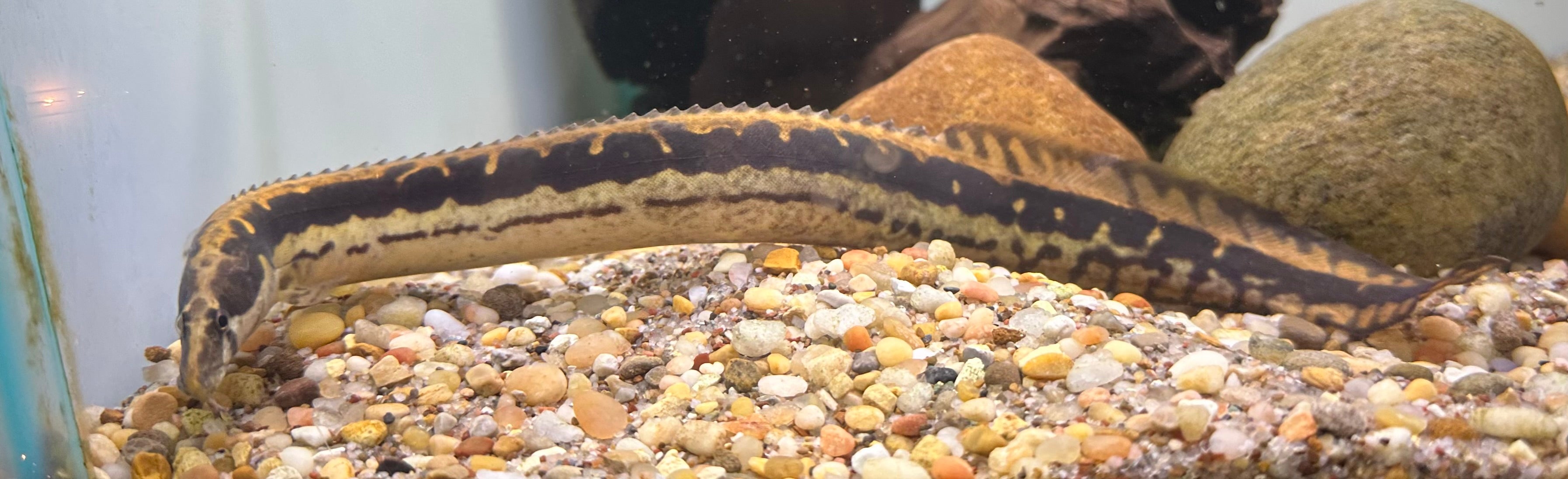 Black Pearl Spiny Eel (13-14”)