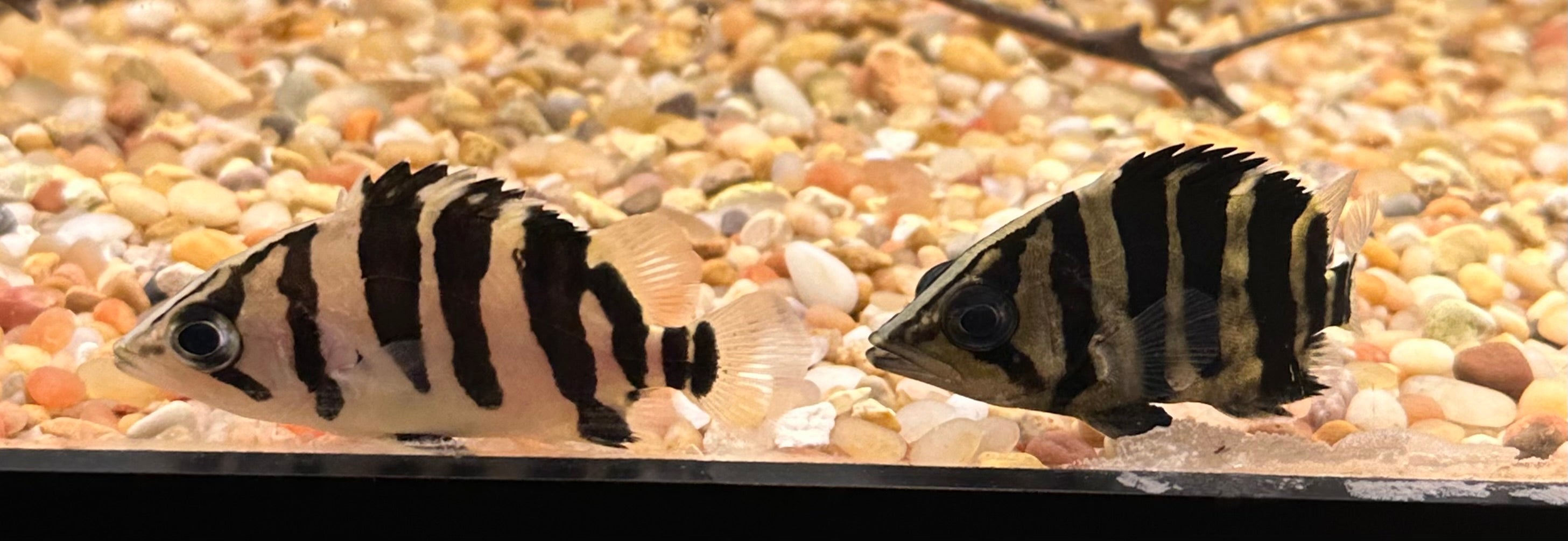 Indo Datnoid (1.75-2”)