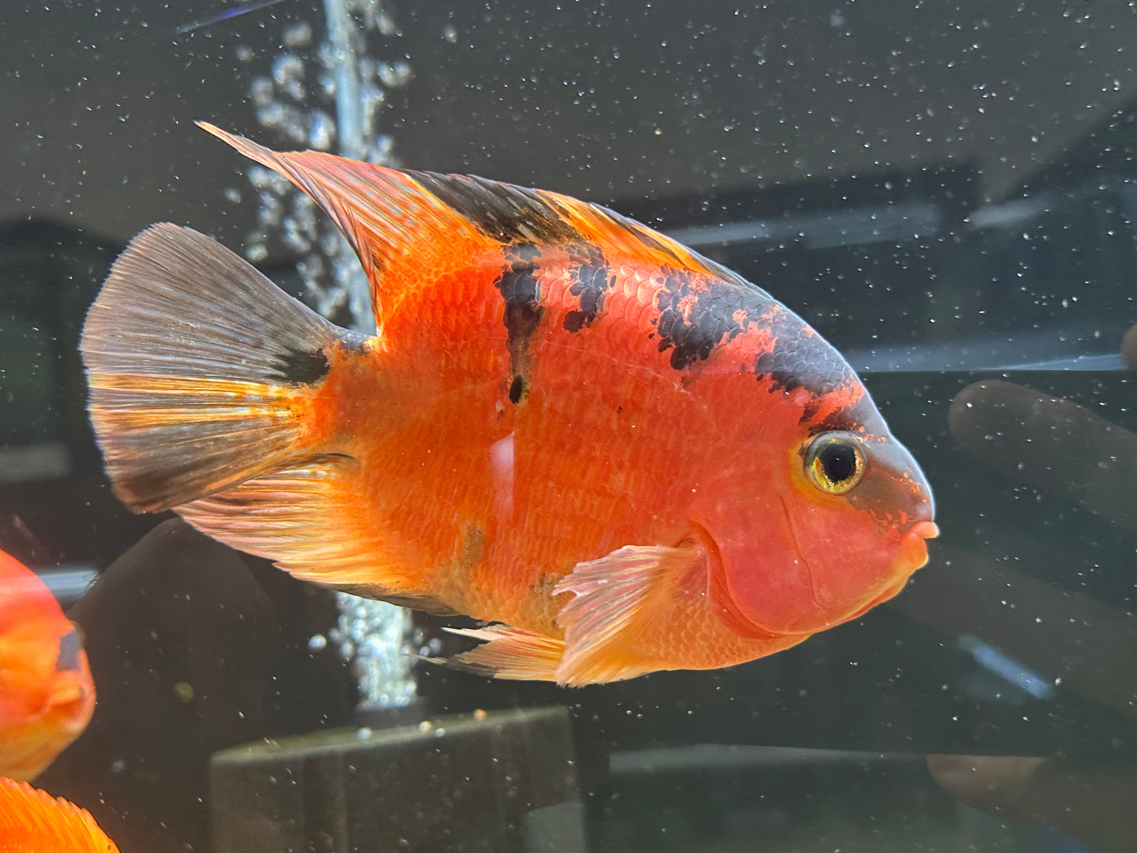 Large Red Tiger Parrot (6”)