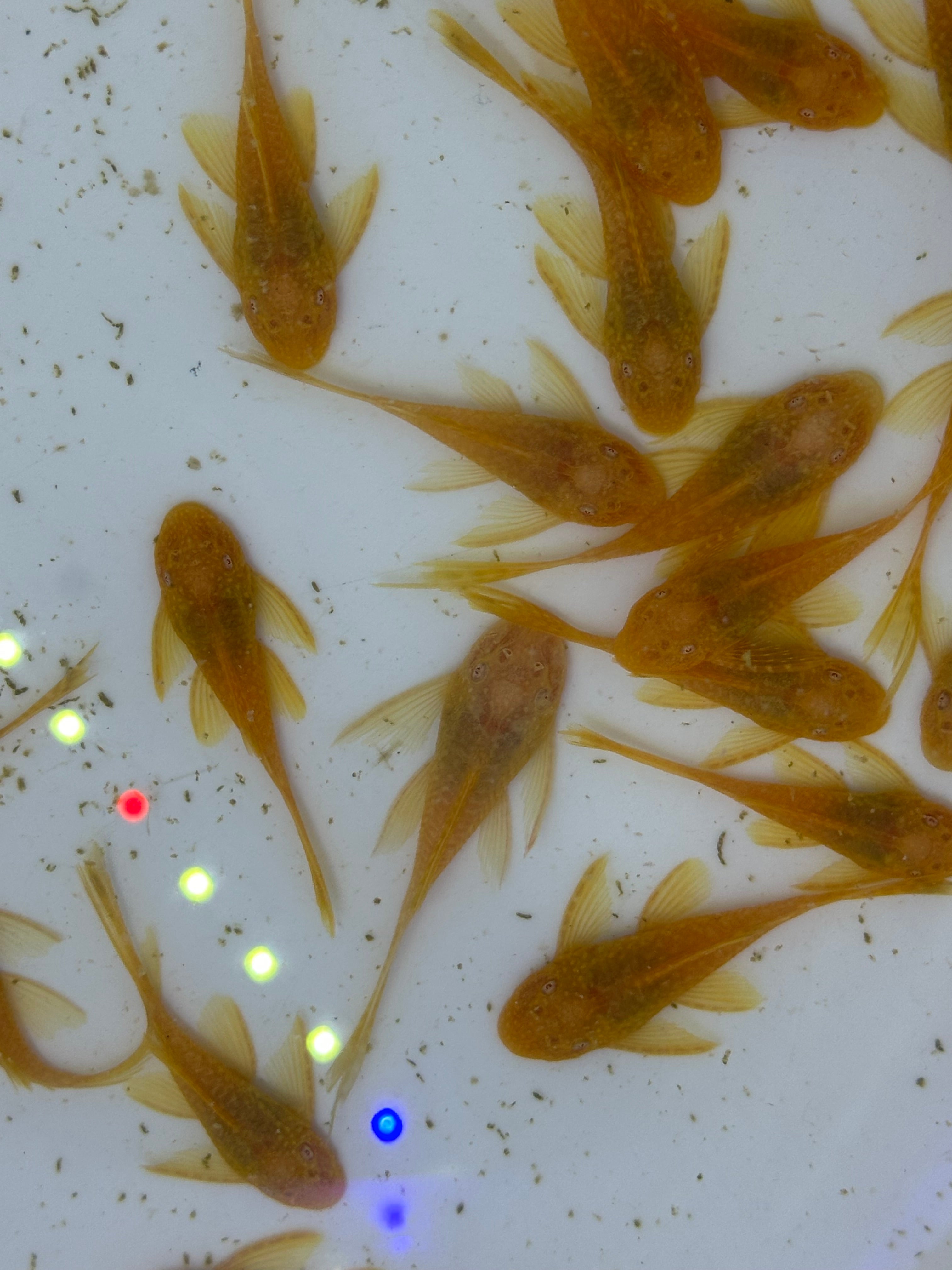 Longfin Albino Bushynose (1.5-2”)