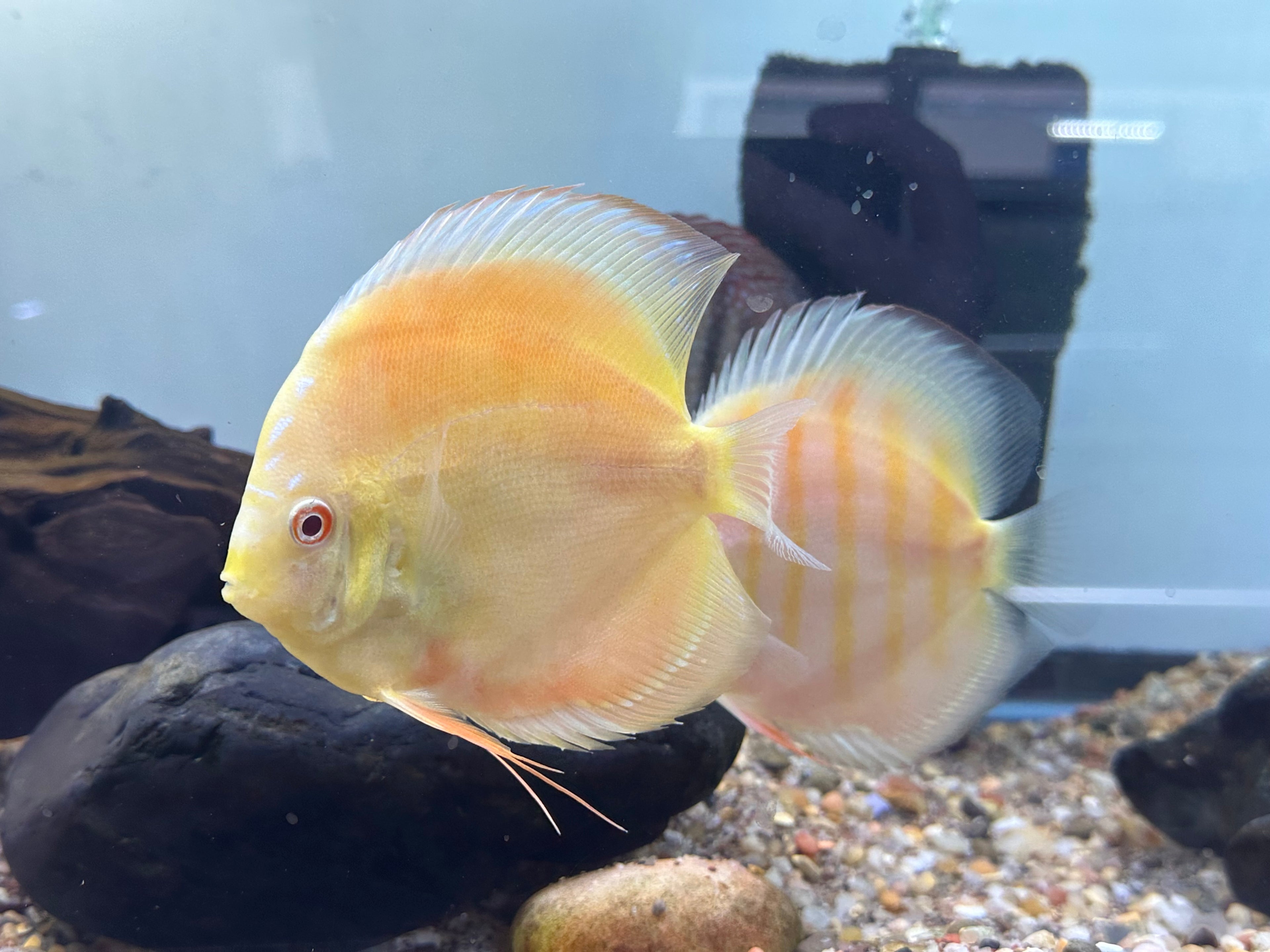 XL Albino Discus (5-5.5”)