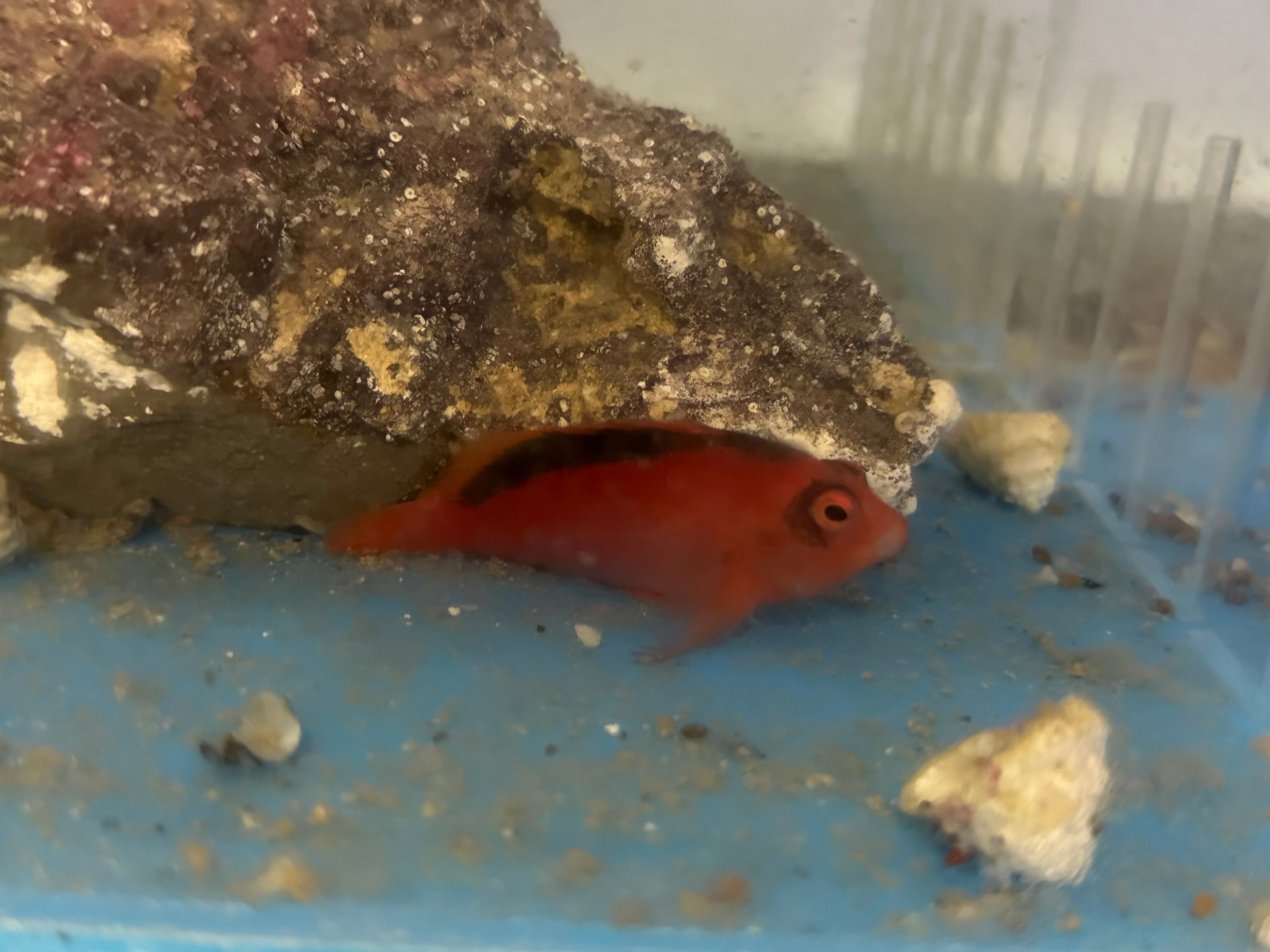 Flame Hawk Fish (2”)