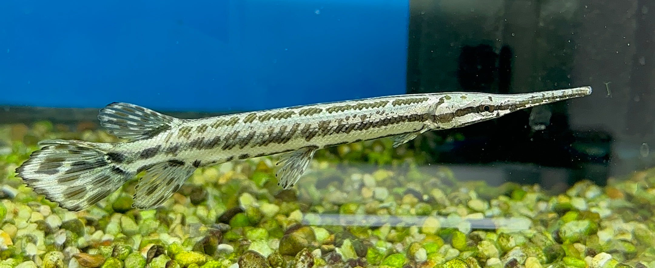 Gar de Florida (5-6”)