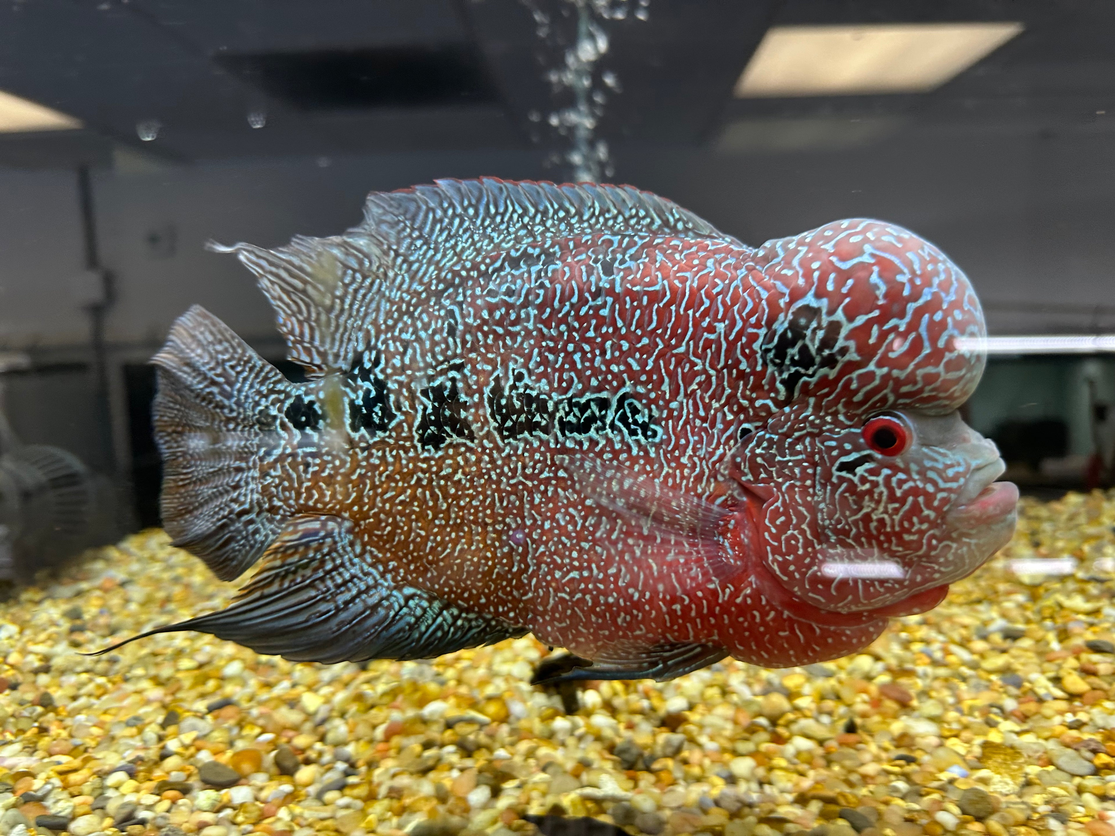 XL Red Dragon Flowerhorn (8-9”)