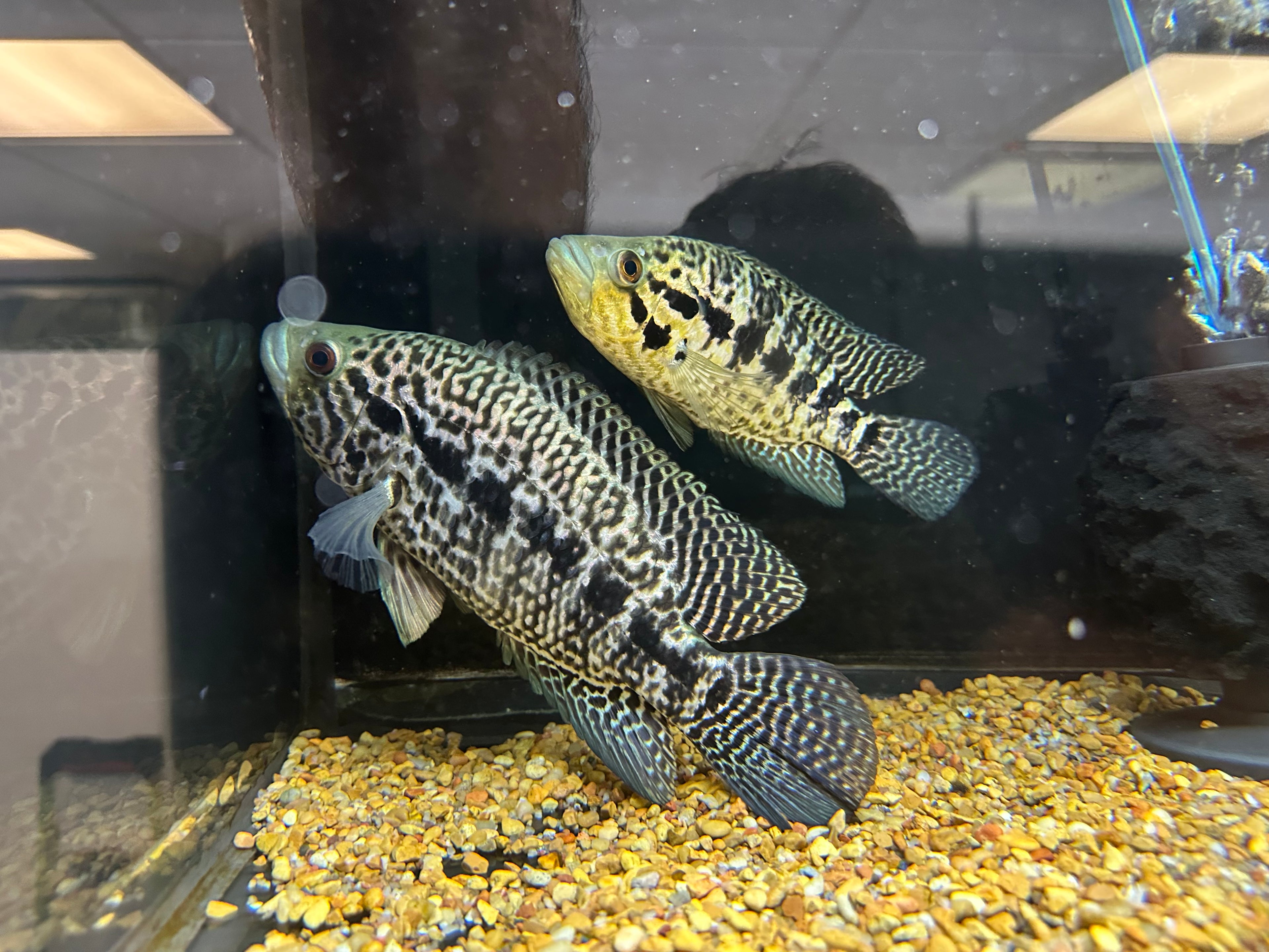 Jaguar Cichlid Breeding Pair (6.5-8.5”)