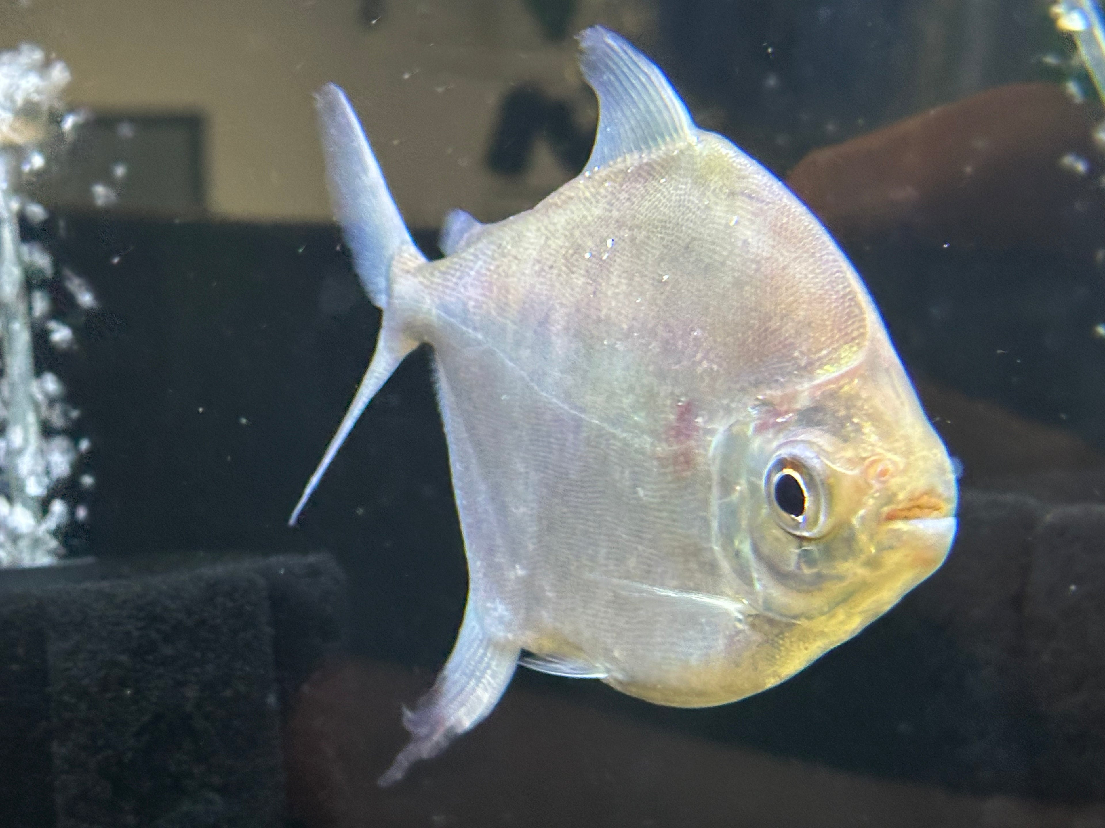Myloplus Sp Silver Dollar (5.5-6”)