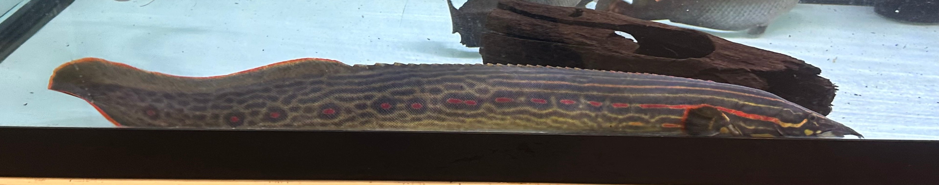 Jumbo Fire Eel (25-26”+)