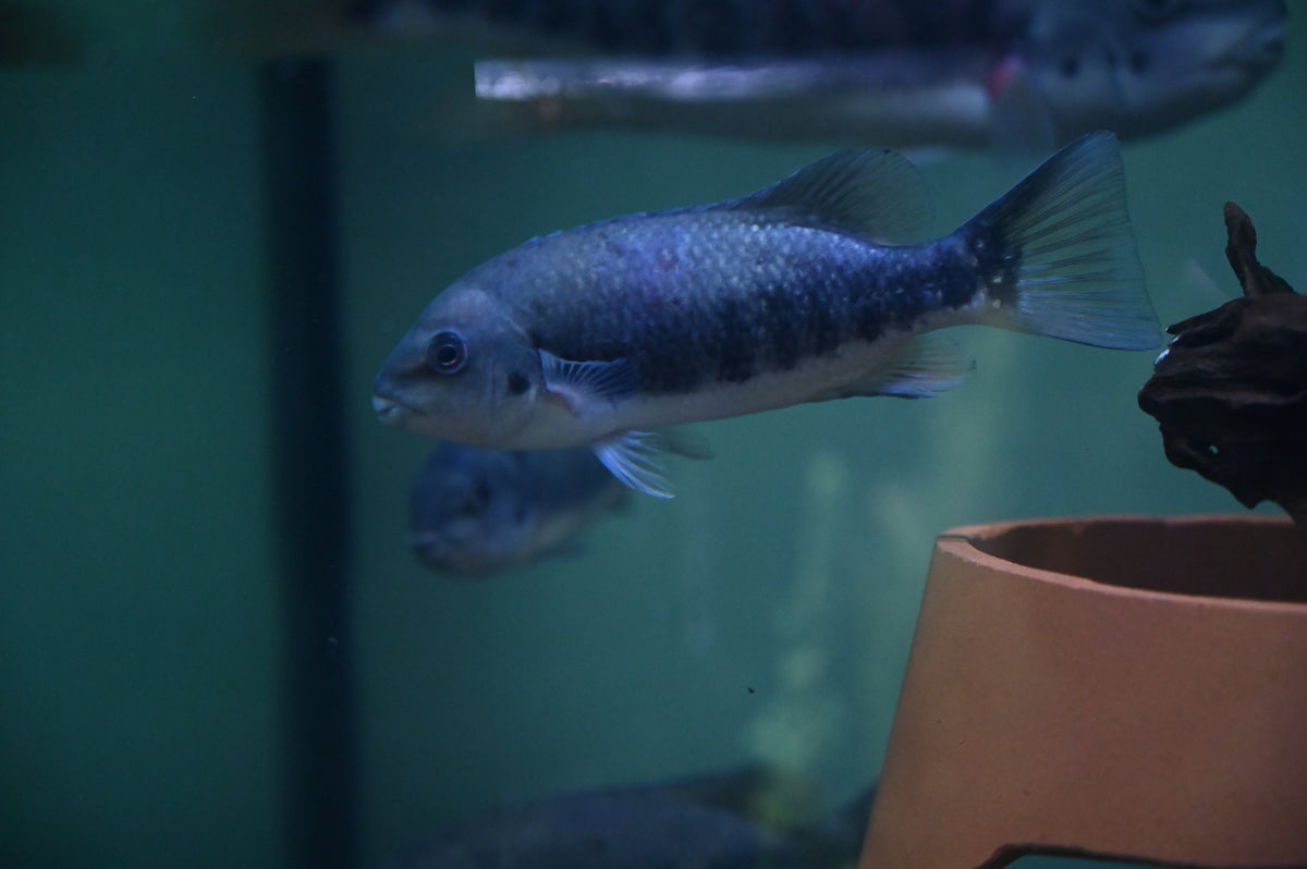 Tuba Cichlid (7”)
