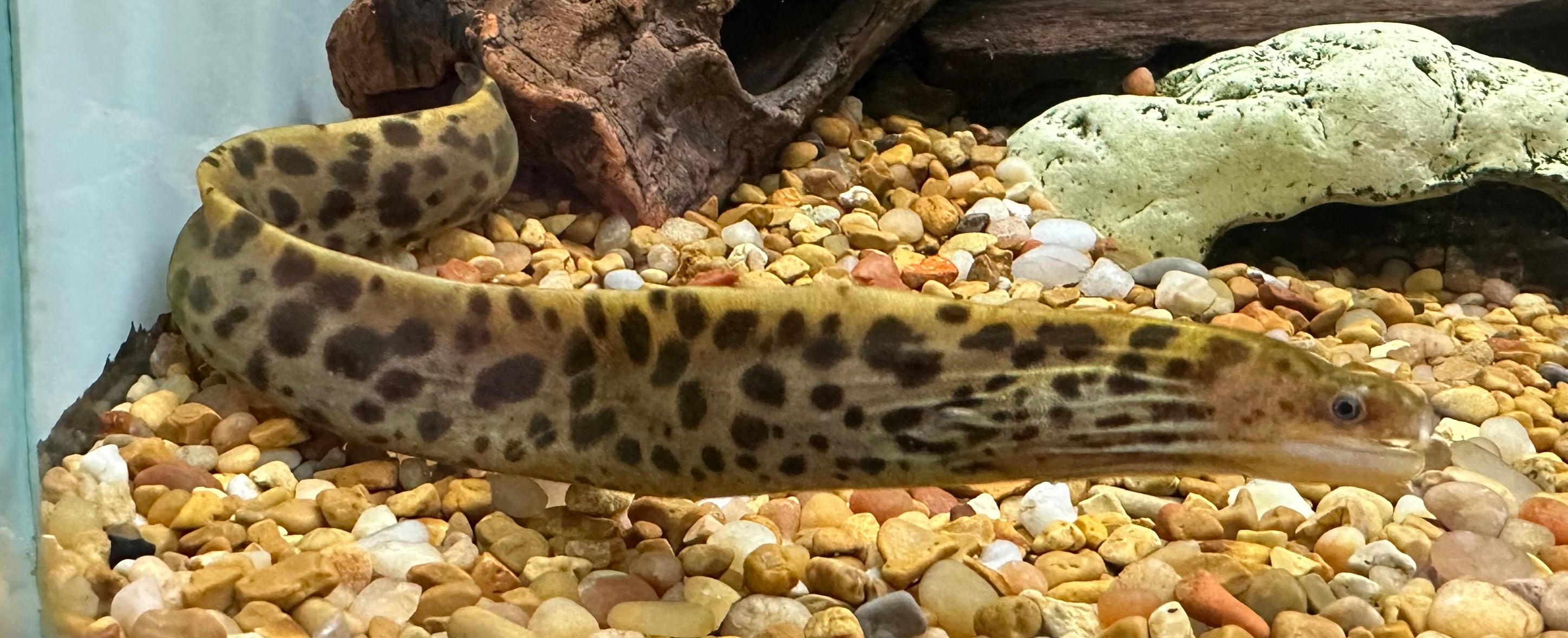 Tiger Moray Eel (11-12”)