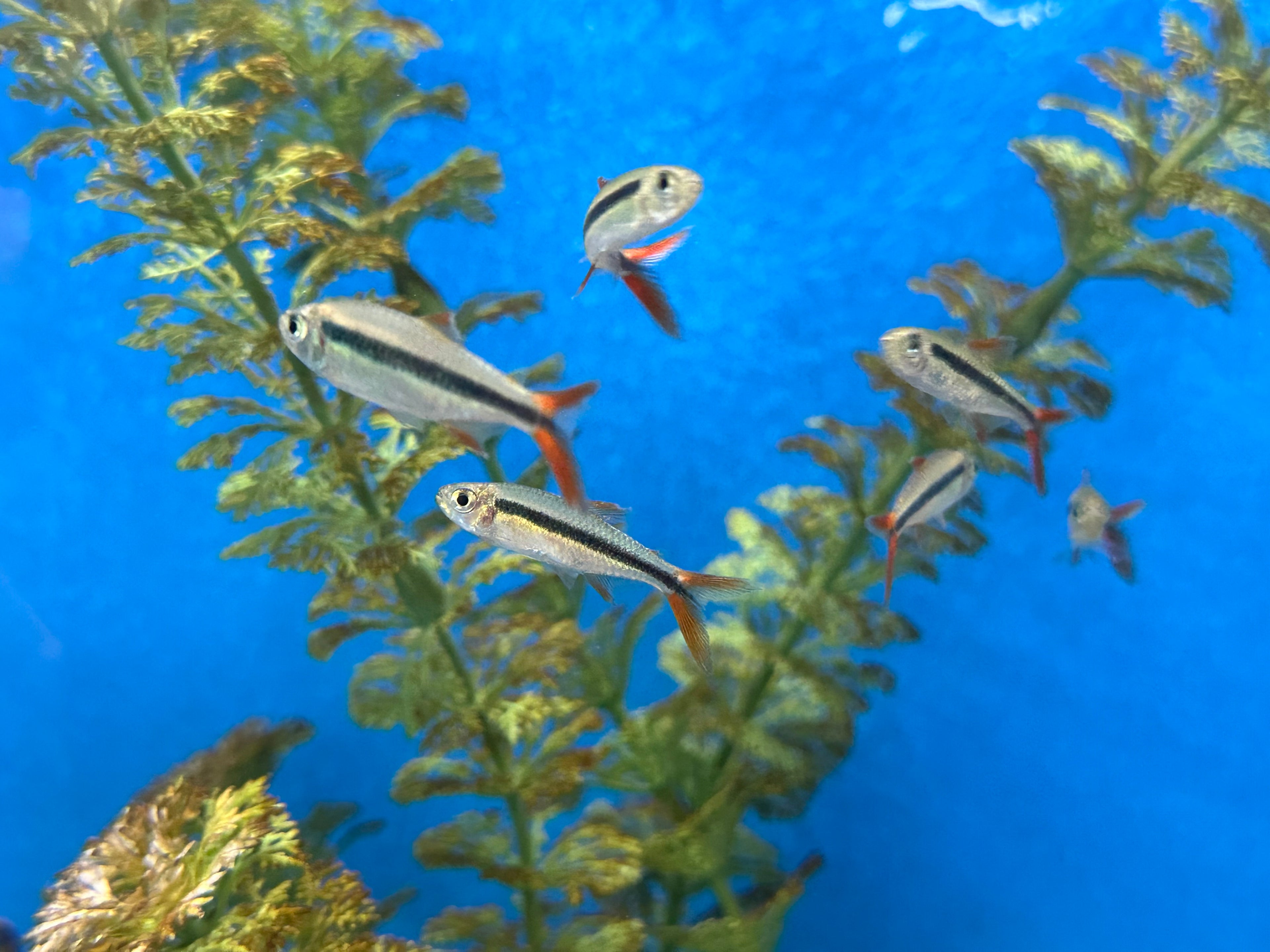 Redtail Penguin Tetra (1.25”)