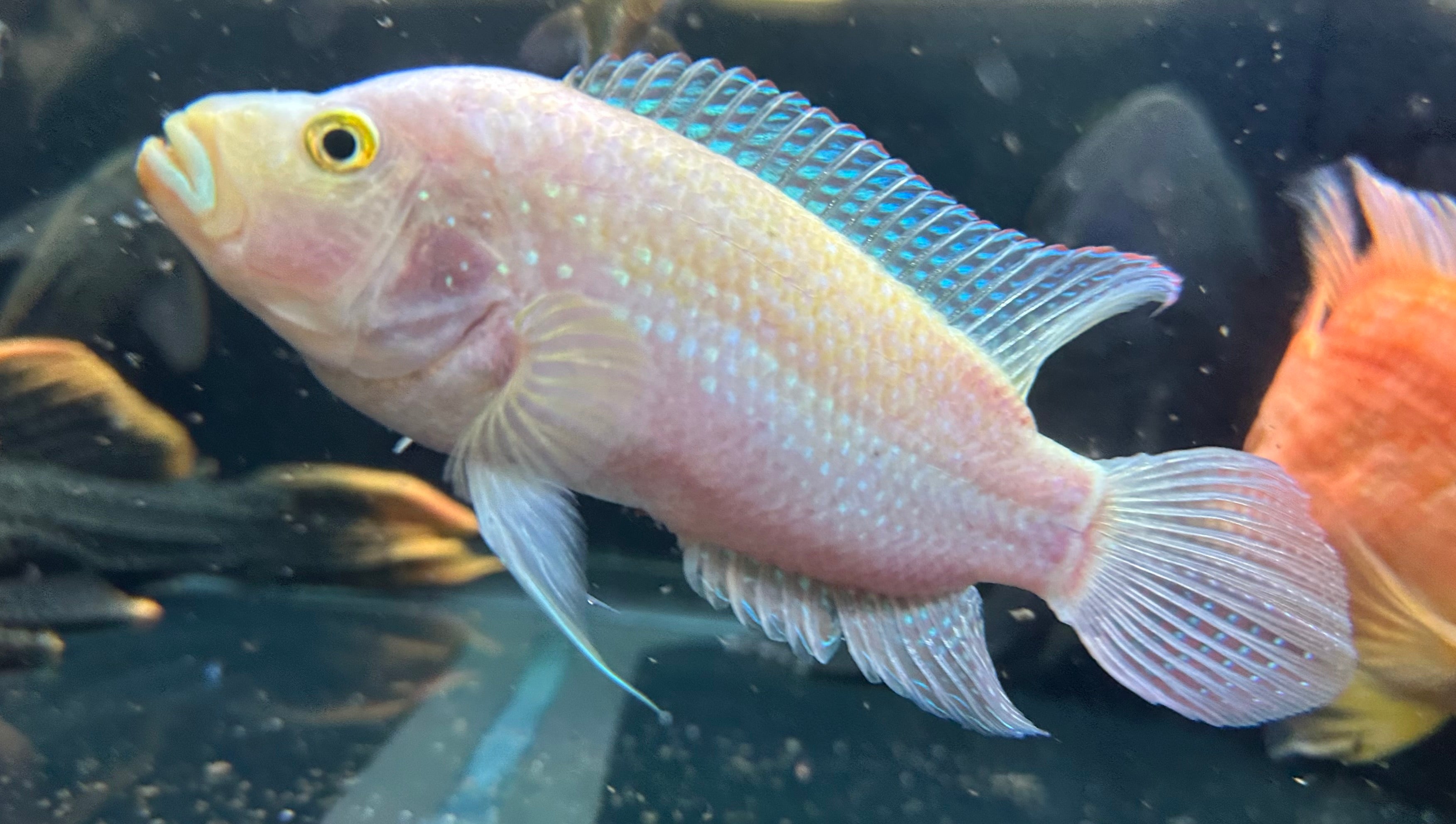 Large Pink Jack Dempsey (4.5-5.5”)