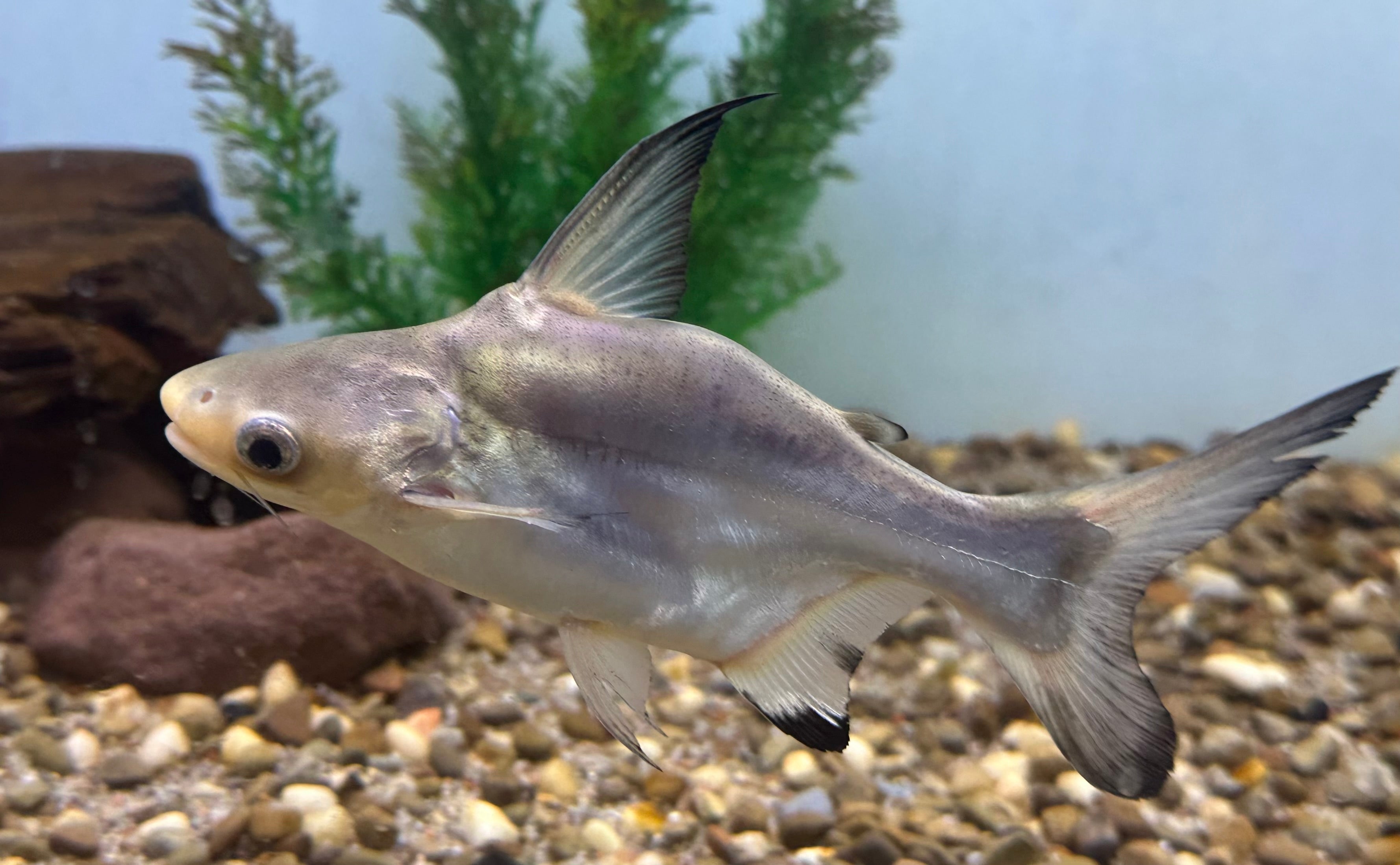 Shortbody Hifin Shark (7-8”)