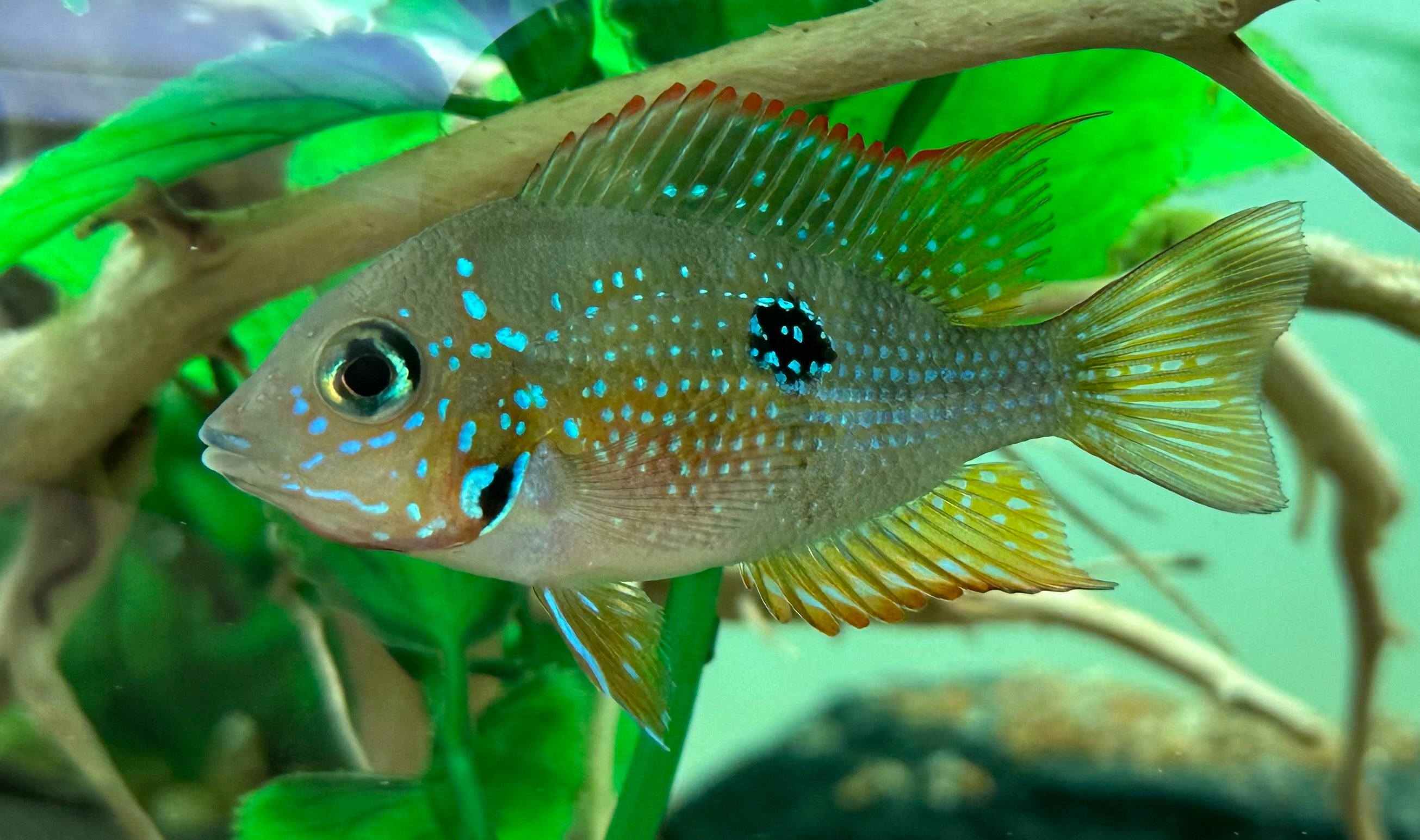Ellioti Cichlid (1-1.25”)
