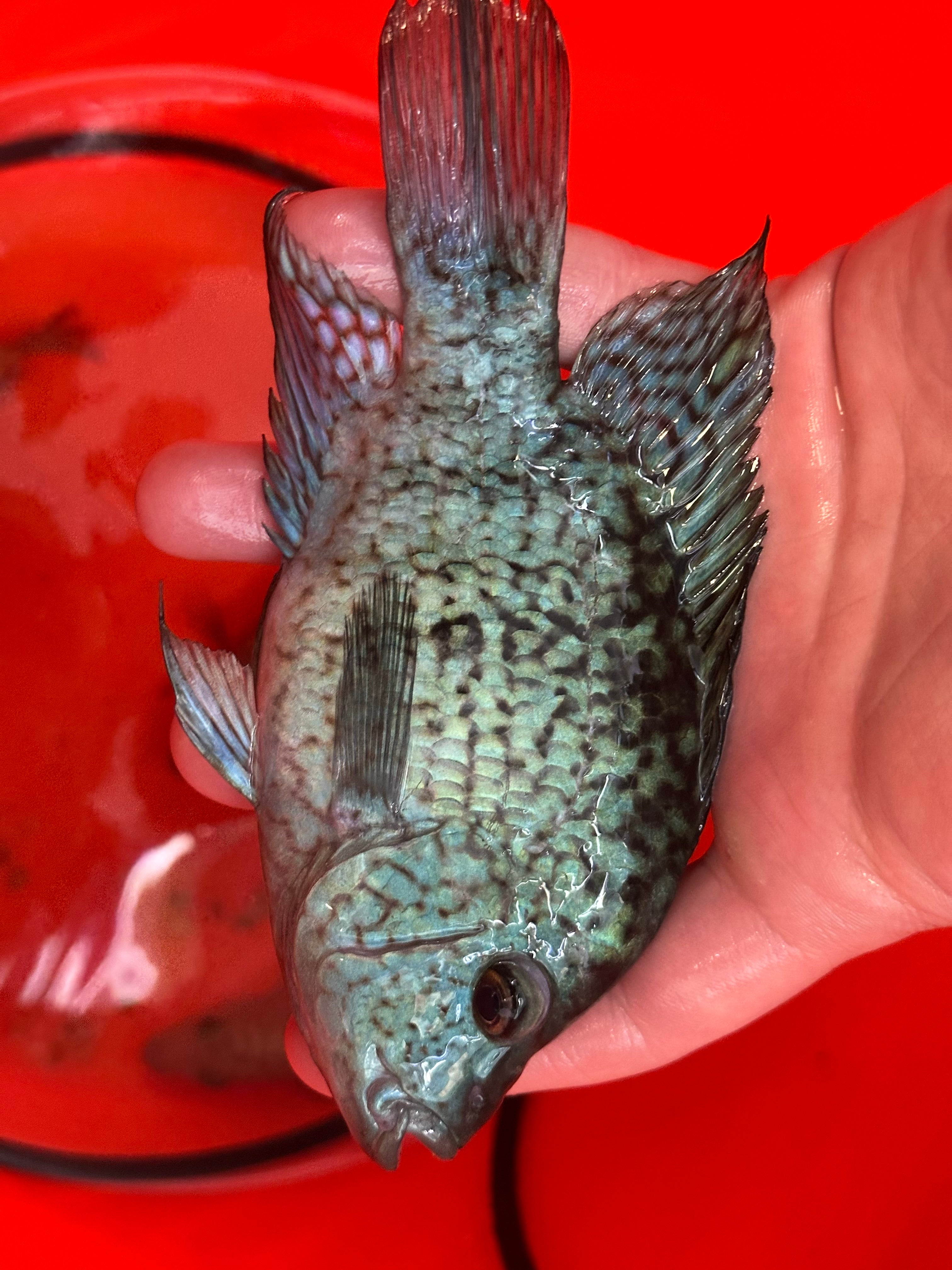 Carpintis Cichlid (5”)