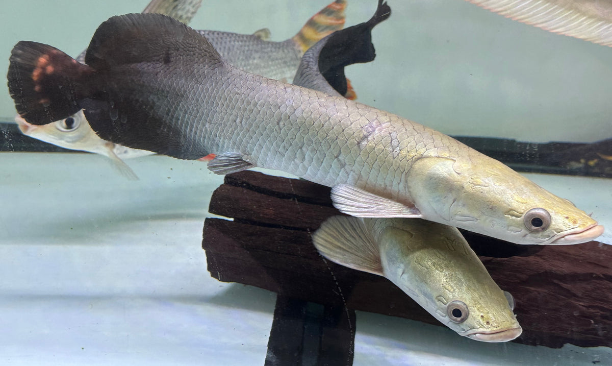 Large Arapaima (16-18”)
