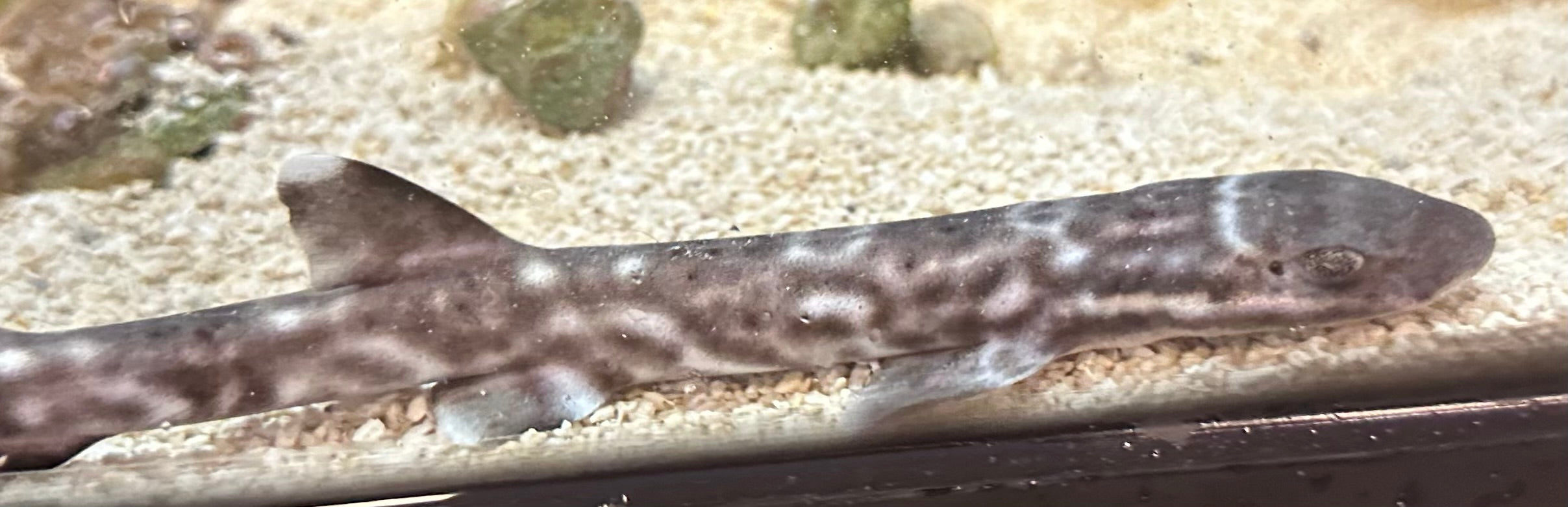 Lizard Coral Cat Shark (7”)