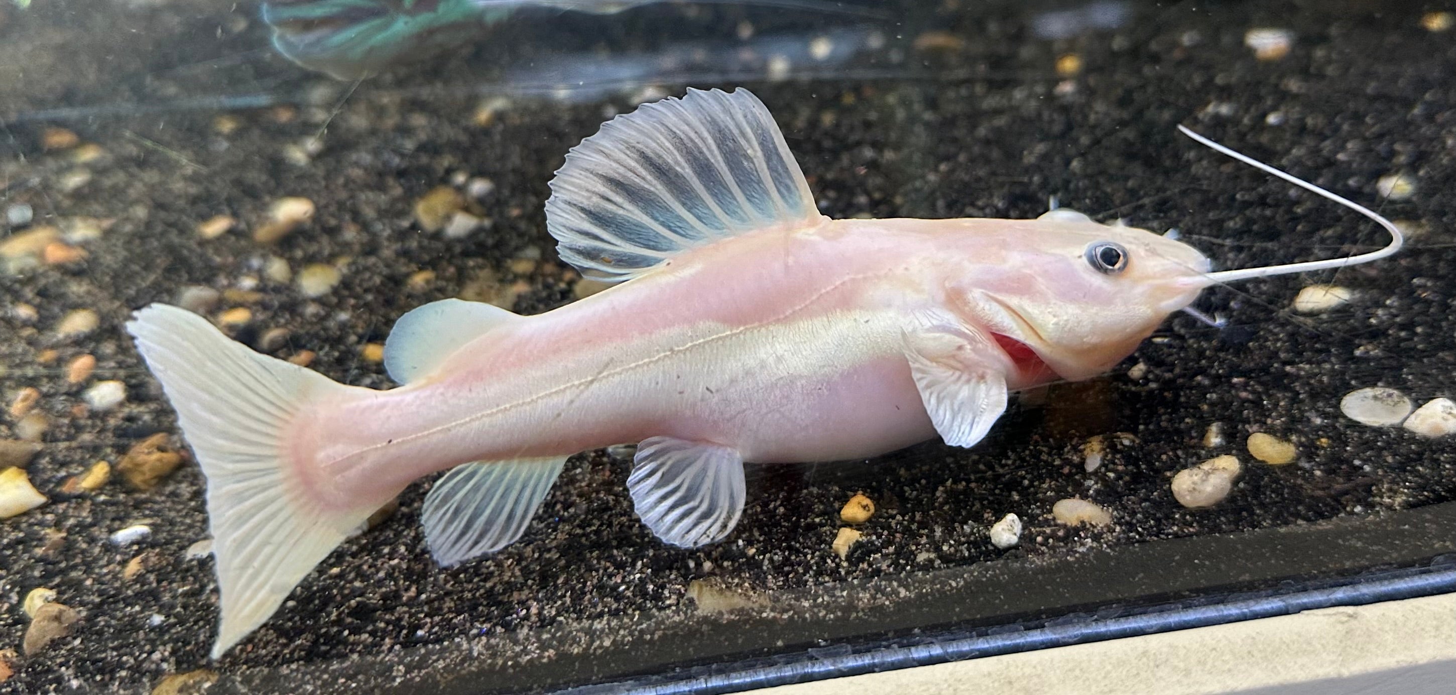 Phantom Redtail Catfish (6”)
