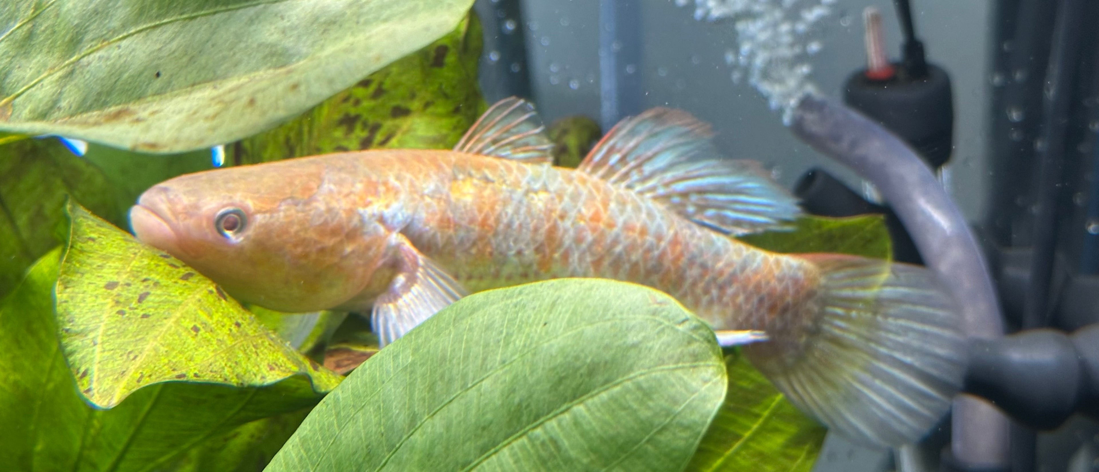 Orange Snakehead Gudgeon (7.5-8”)
