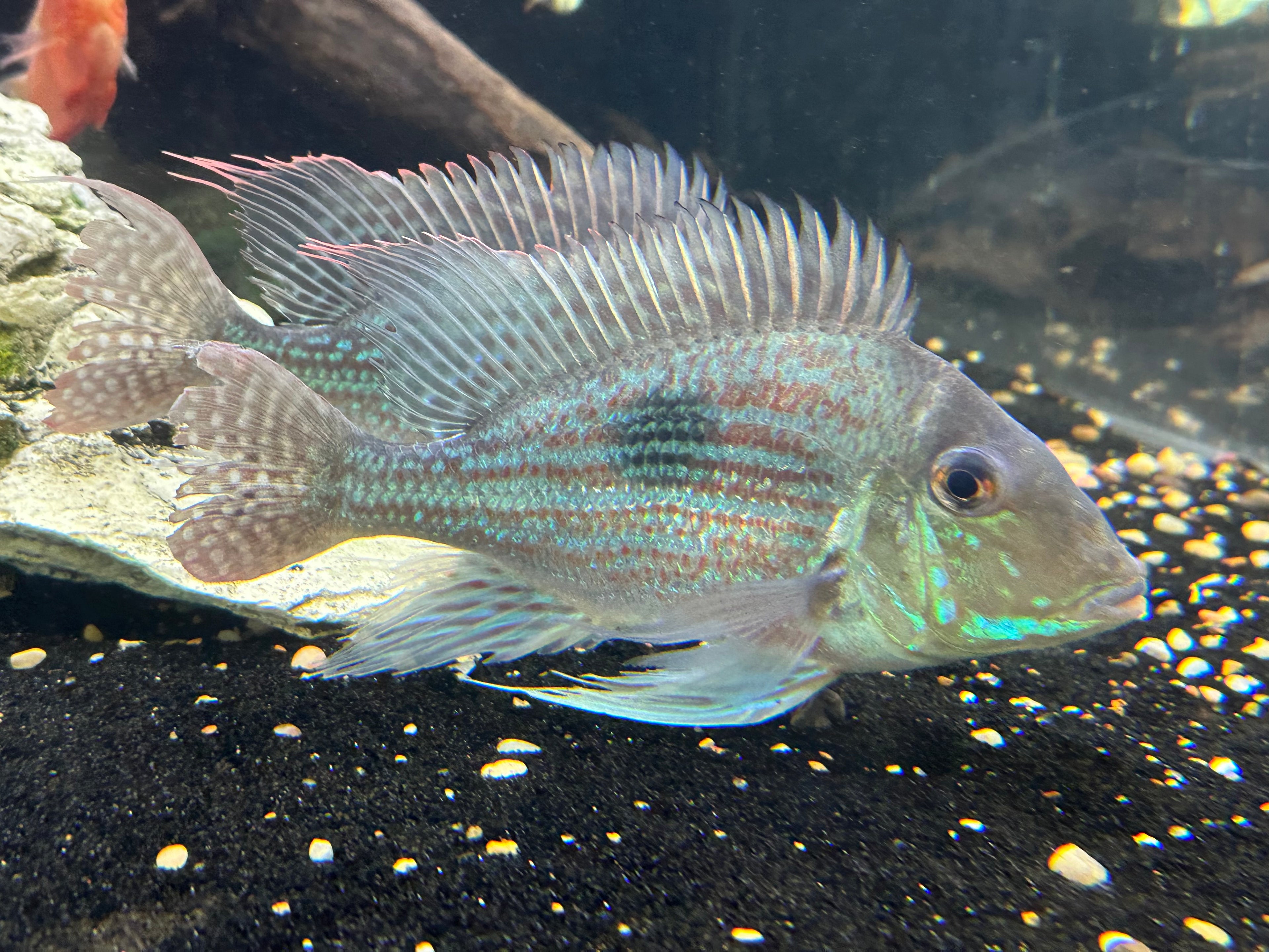 XL Sveni Geophagus (7”+)