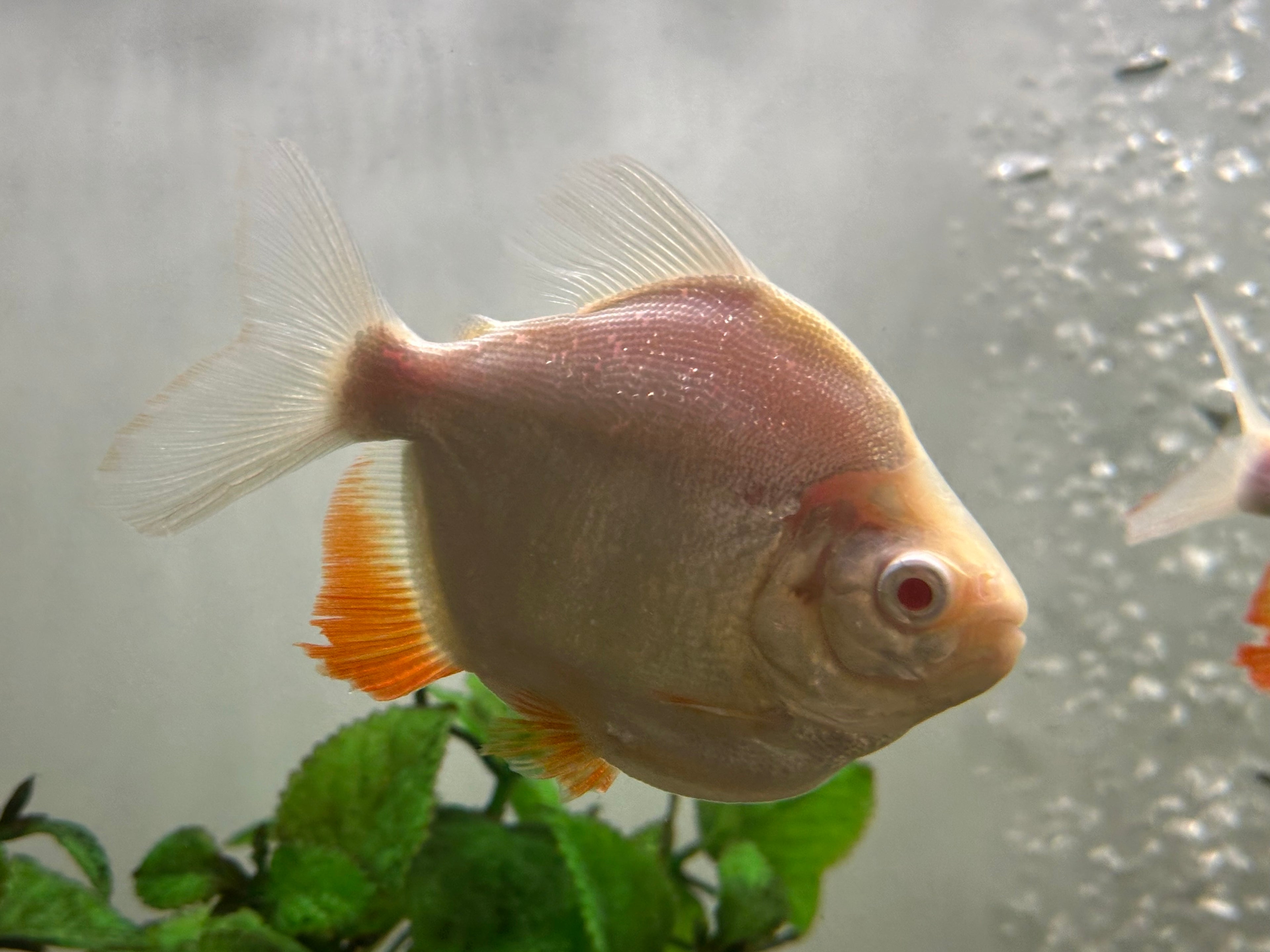 Super Shortbody Albino Red Belly Pacu (3.5-4”)