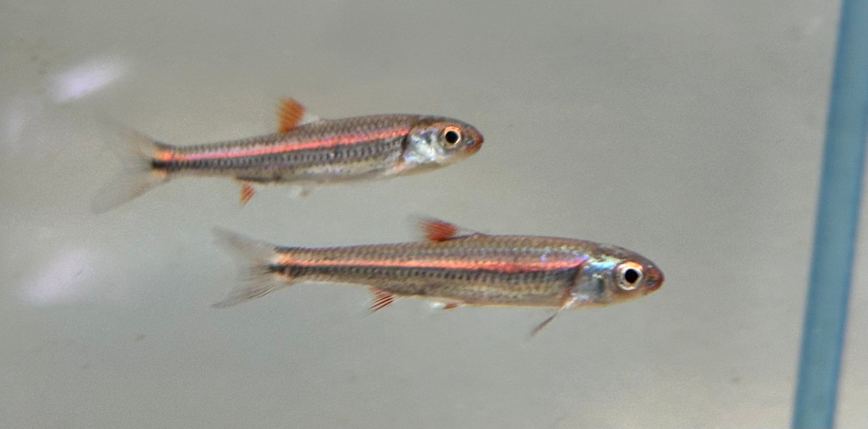 Rainbow Shiner (1.5”)