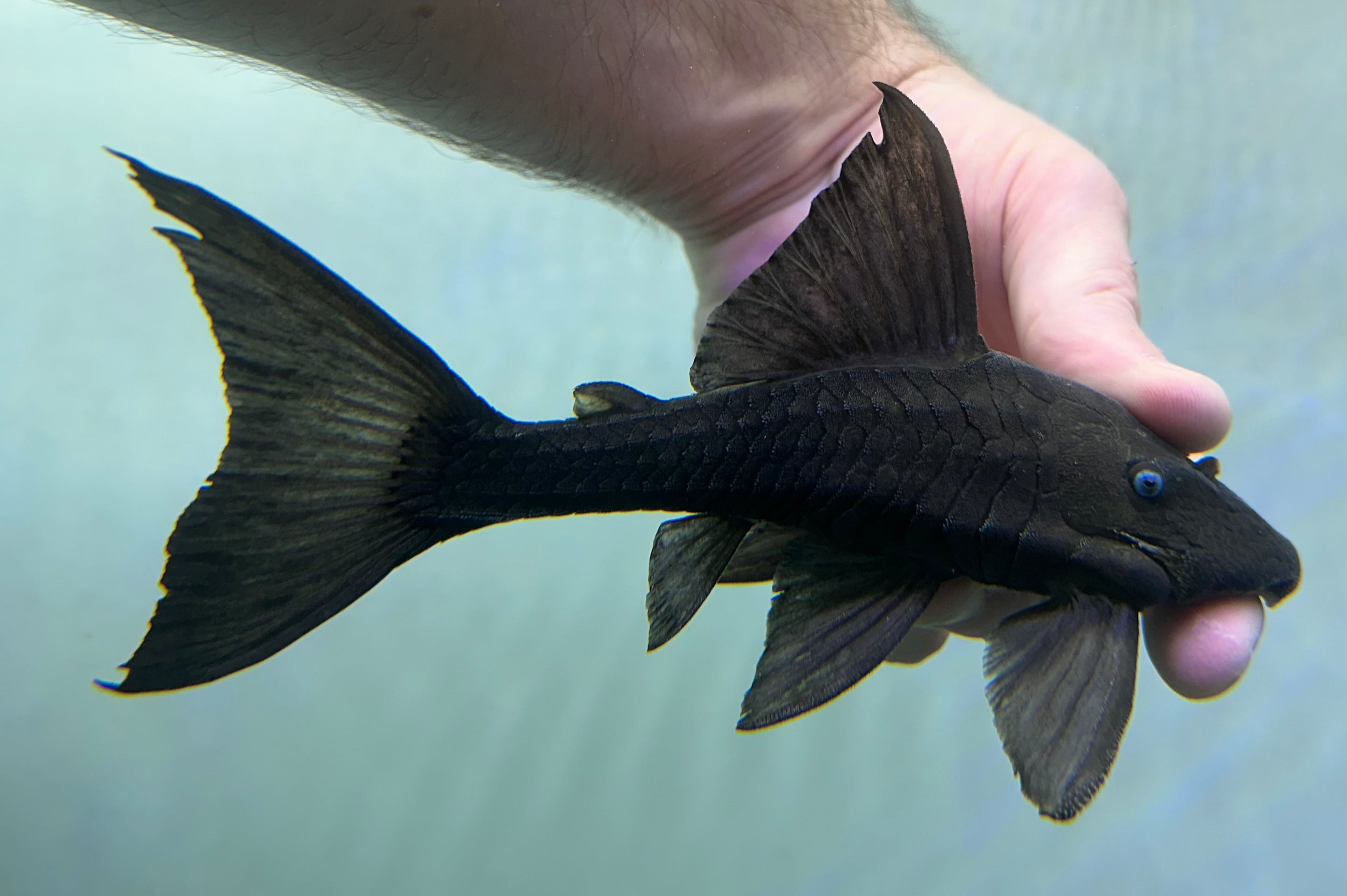Blue Eye Panaque Pleco (5.5-6”)