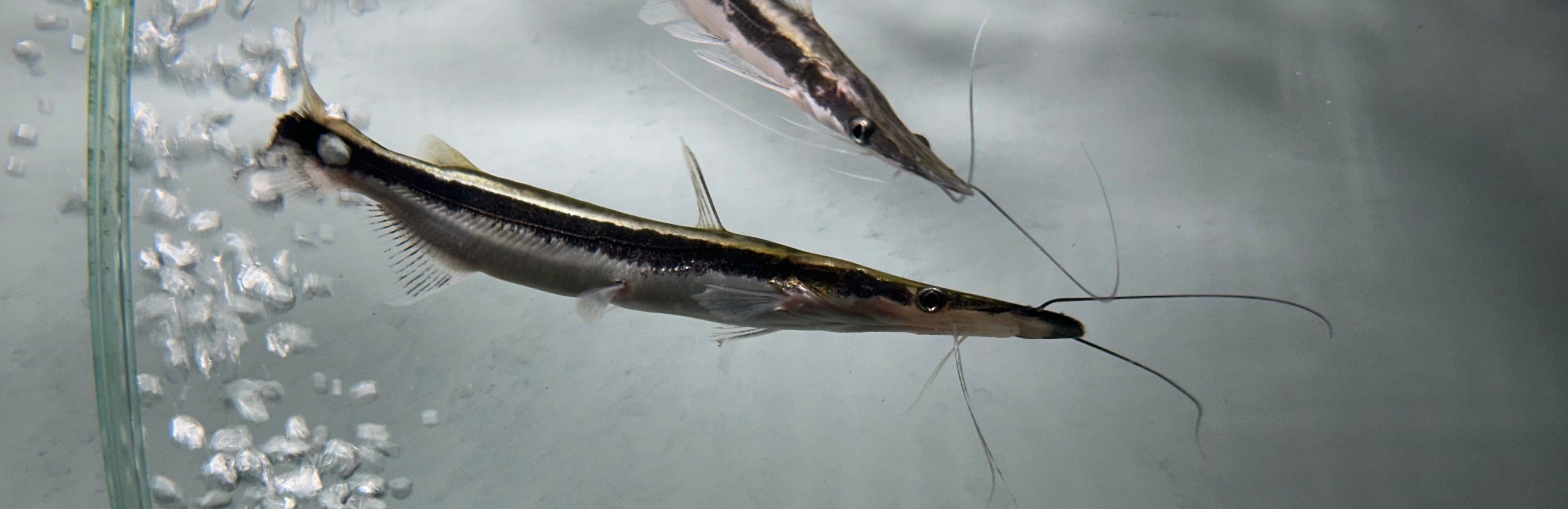 Lima Shovelnose Catfish (4.5-5”)