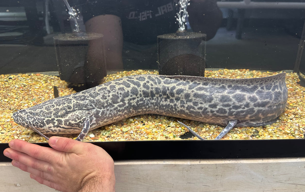 Jumbo Marble African Lungfish (30”+)