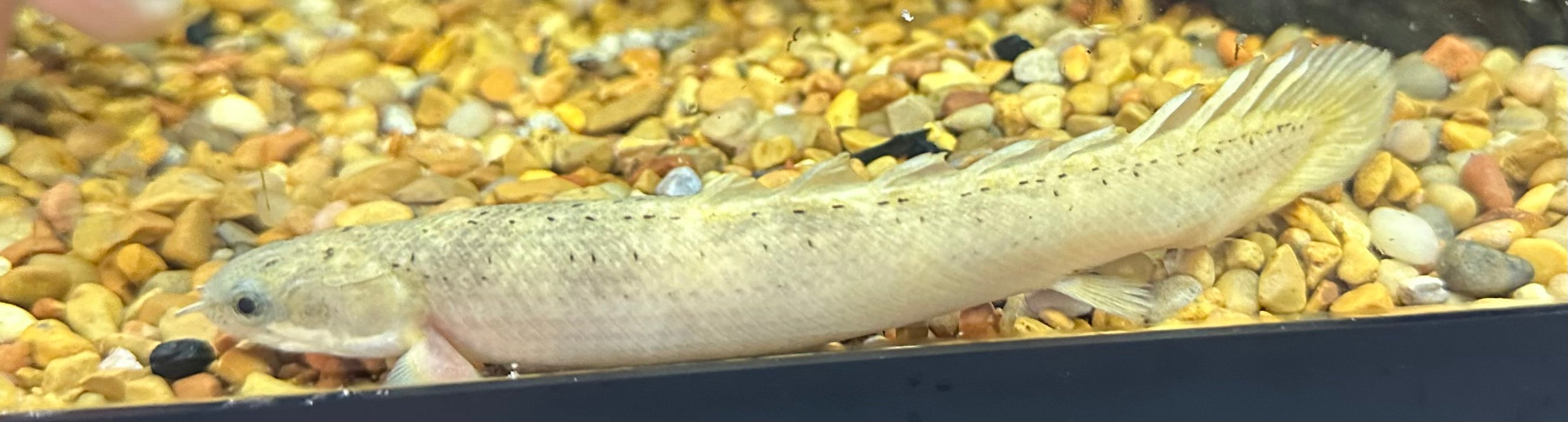 XL Marble Senegal Polypterus (6-7”)