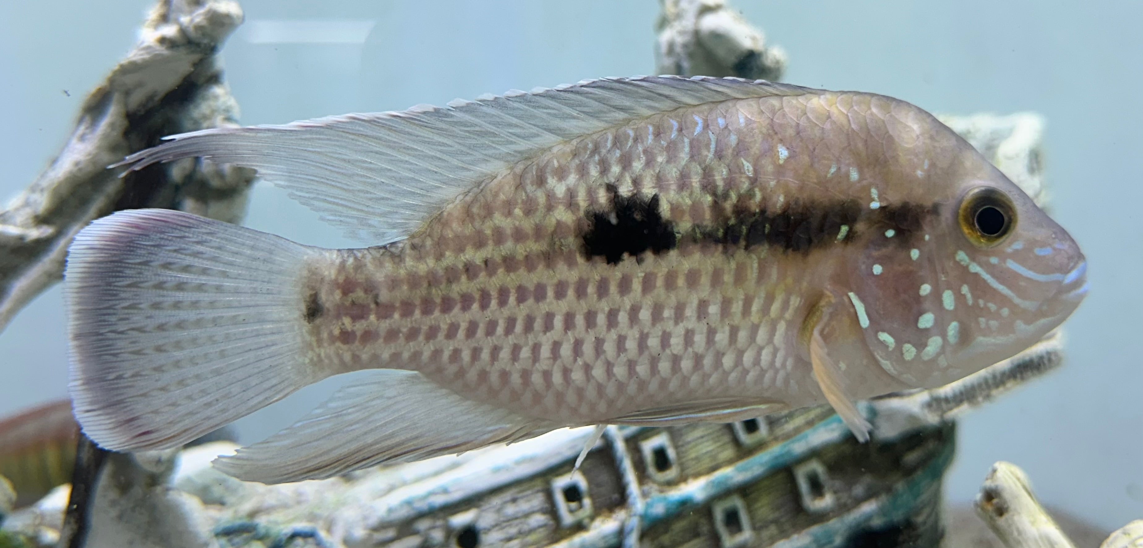 White Saum Green Terror Cichlid (4-4.5”)