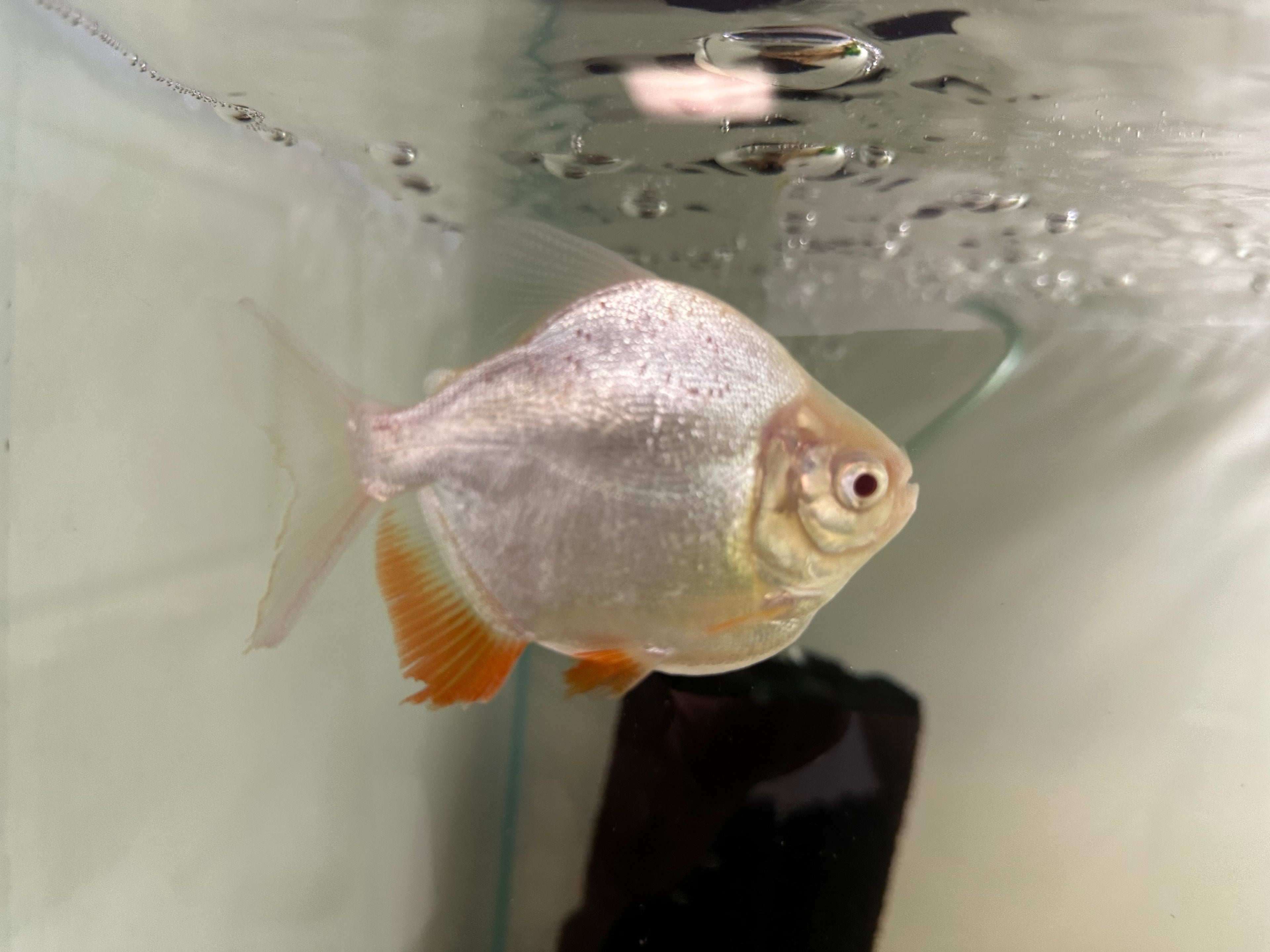Super Shortbody Albino Red Belly Pacu (3.5-4”)