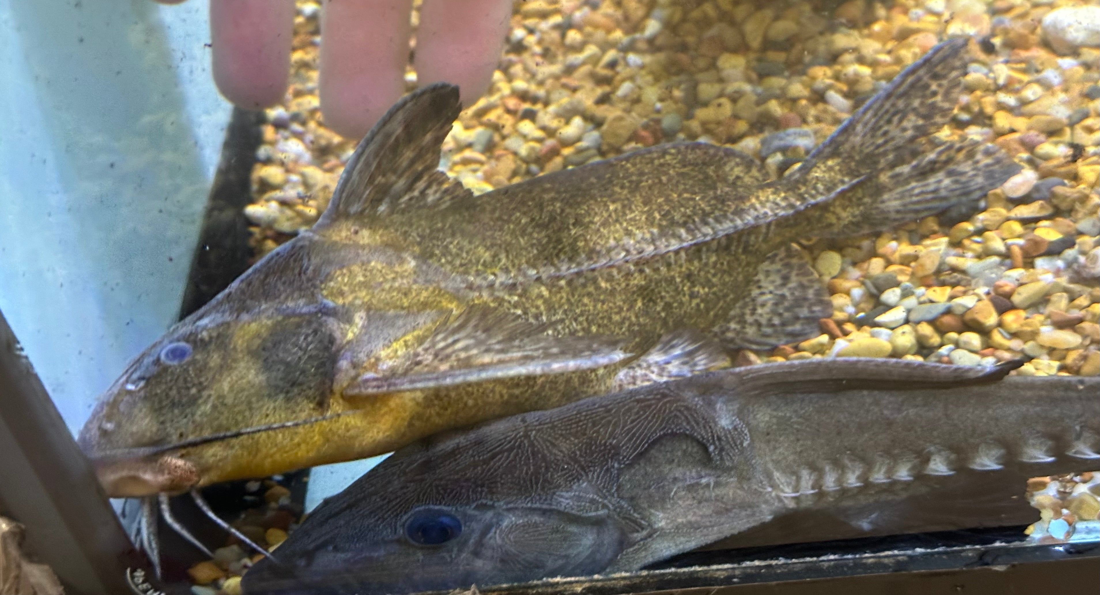 Rhinodoras Catfish (8”)