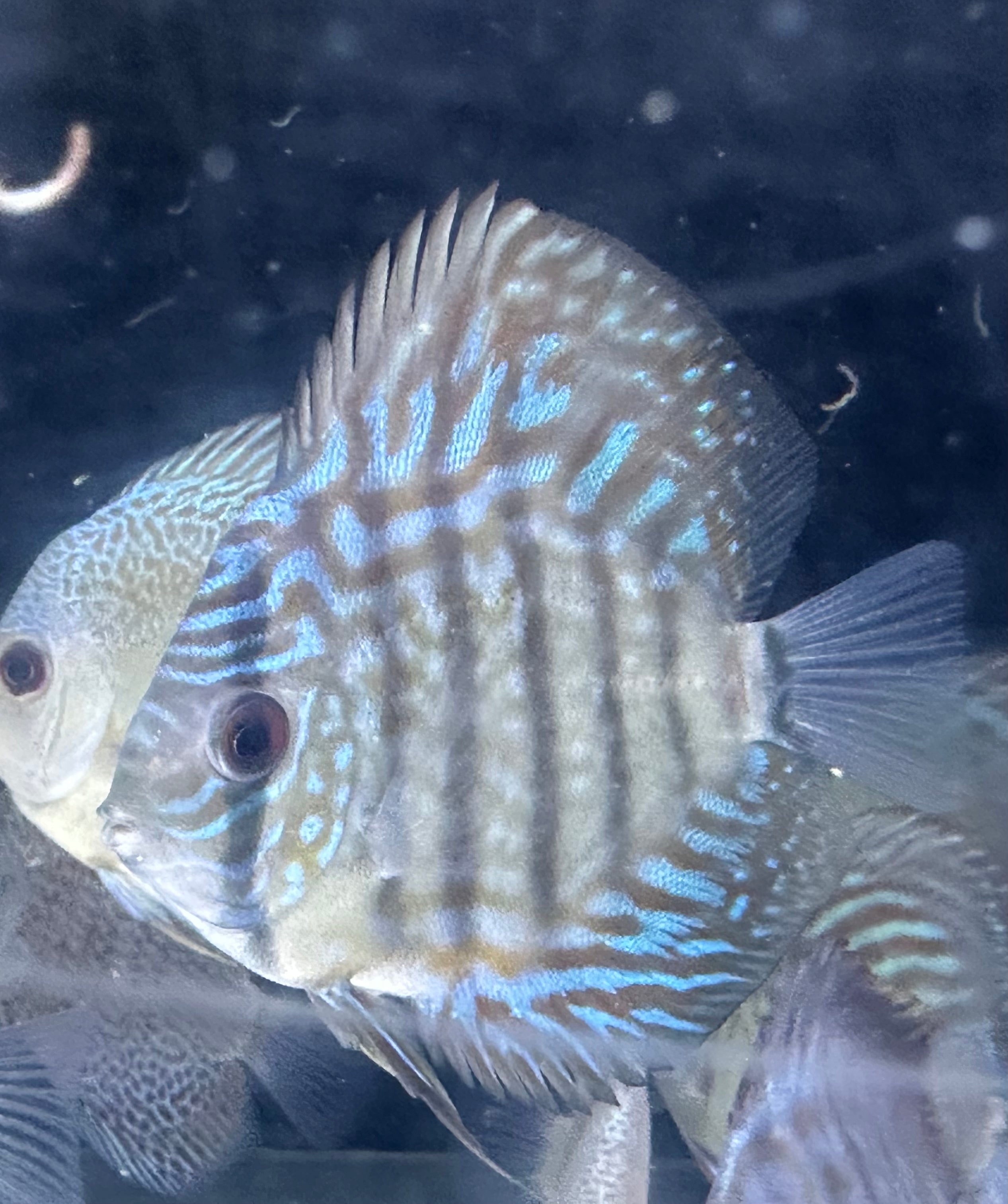 Blue Turquoise Discus (3”)